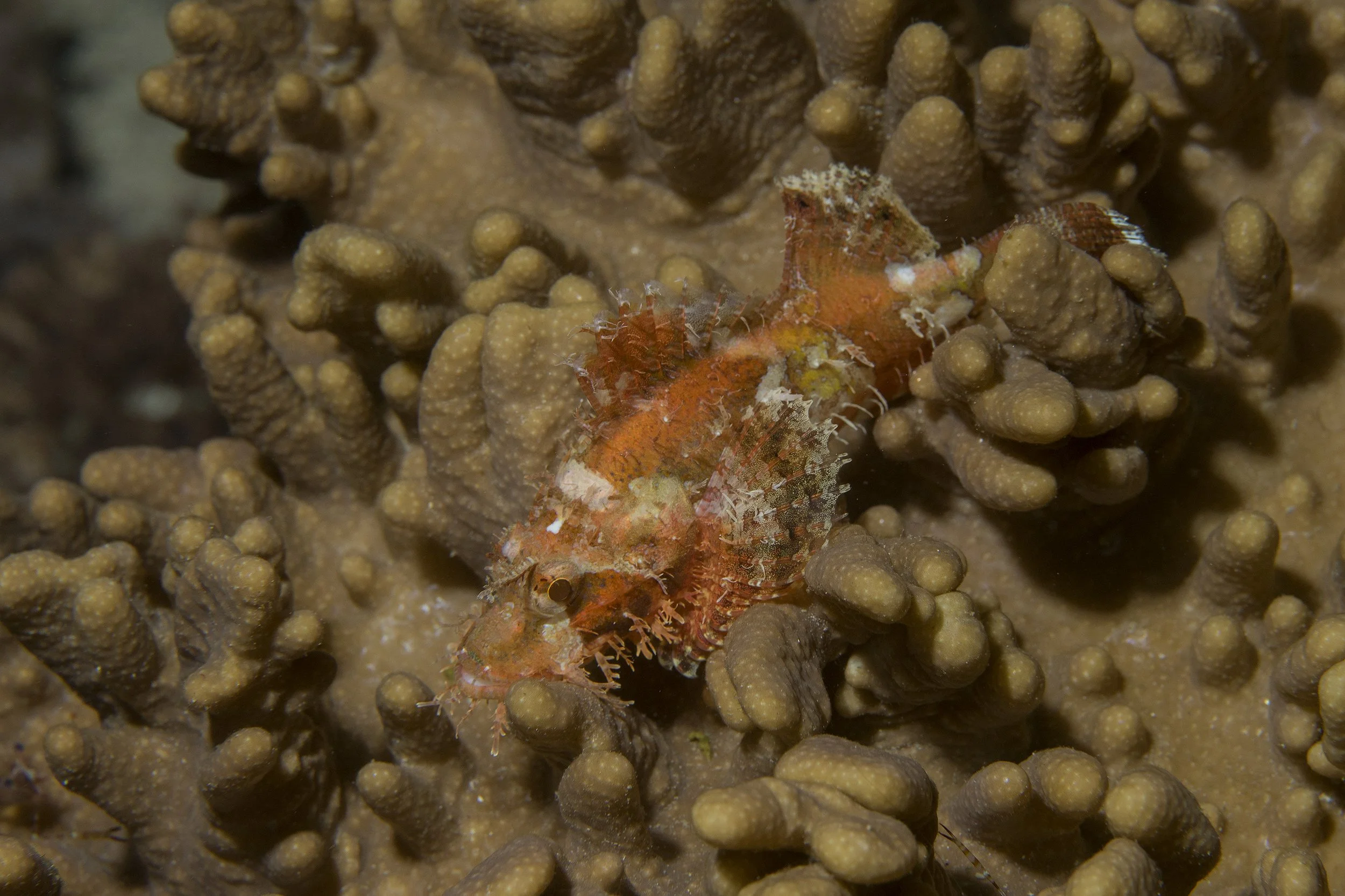 Komodo_DSC06036.jpg