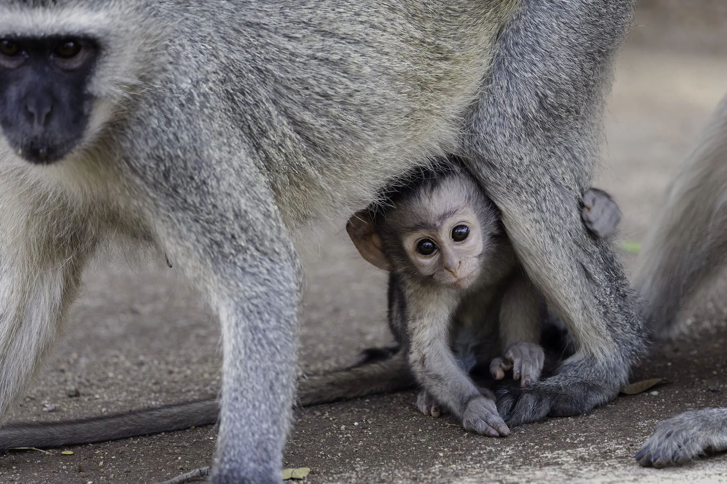 Vervet Monkey