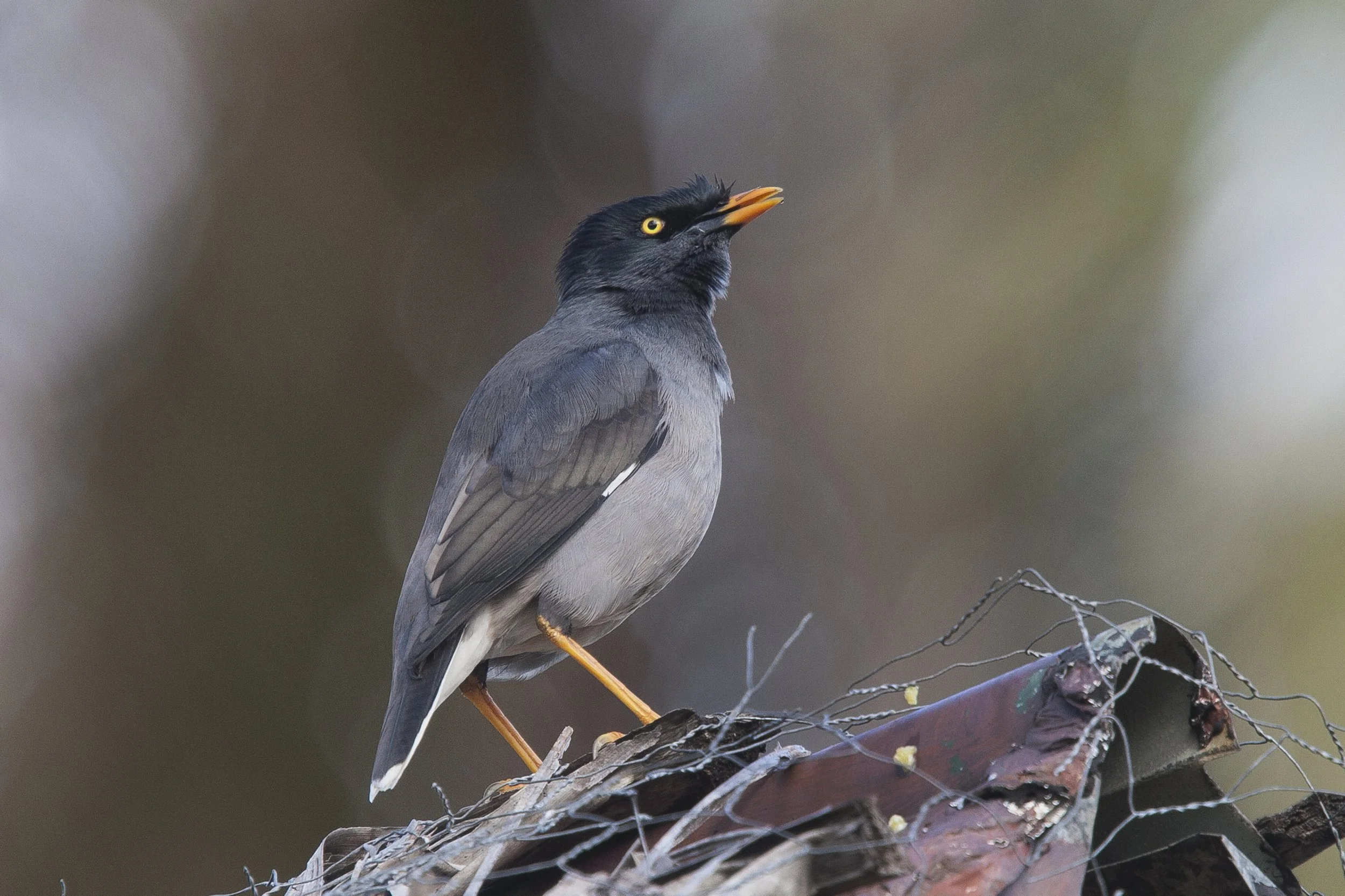 Jungle Mynah