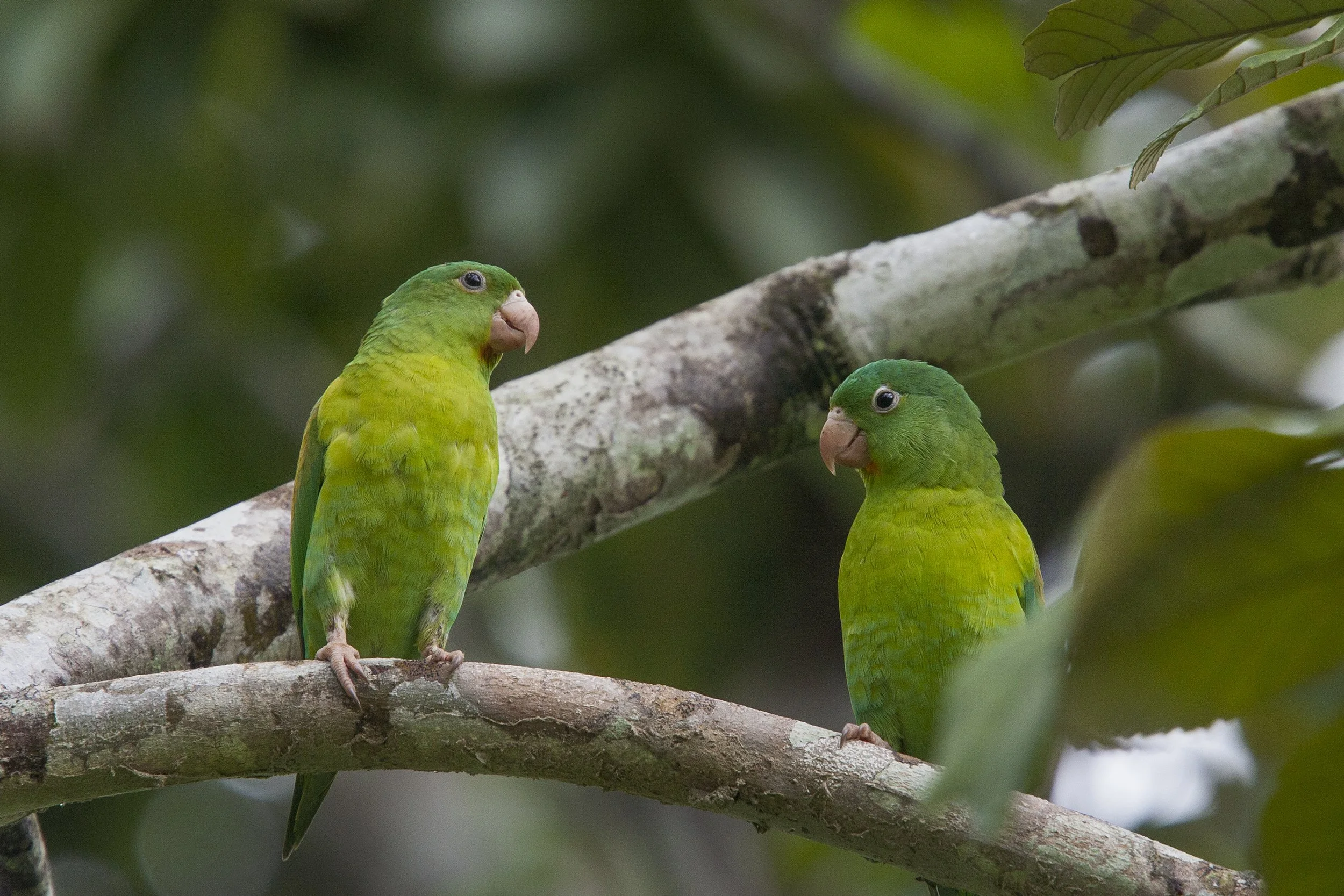 Orange Chinned Parakeet