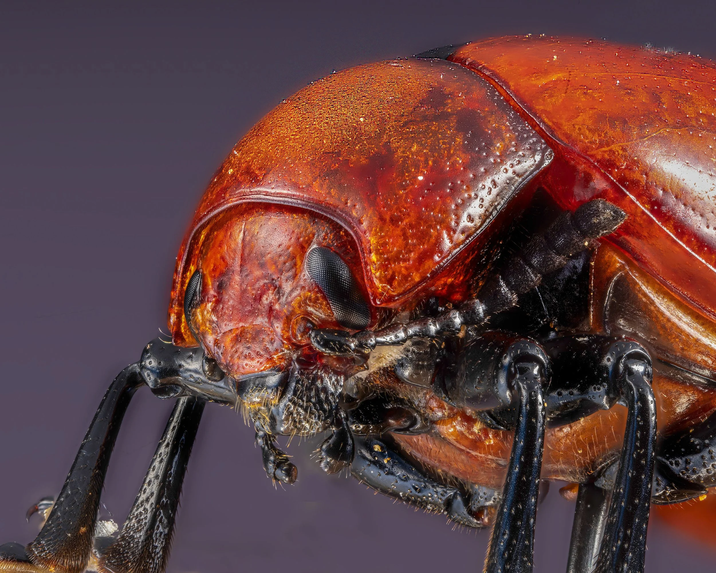 beetle_1.jpg
