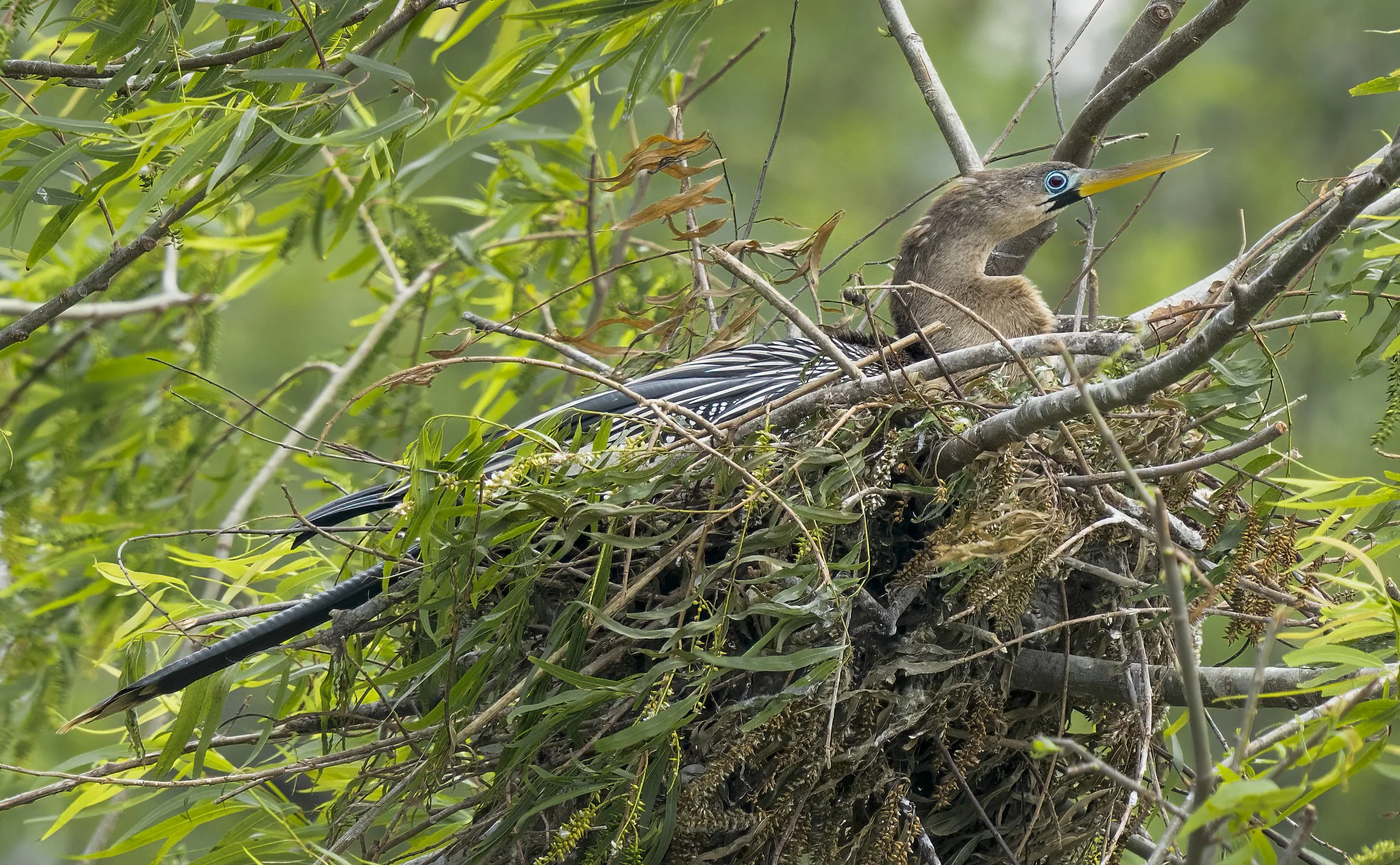 Anhinga