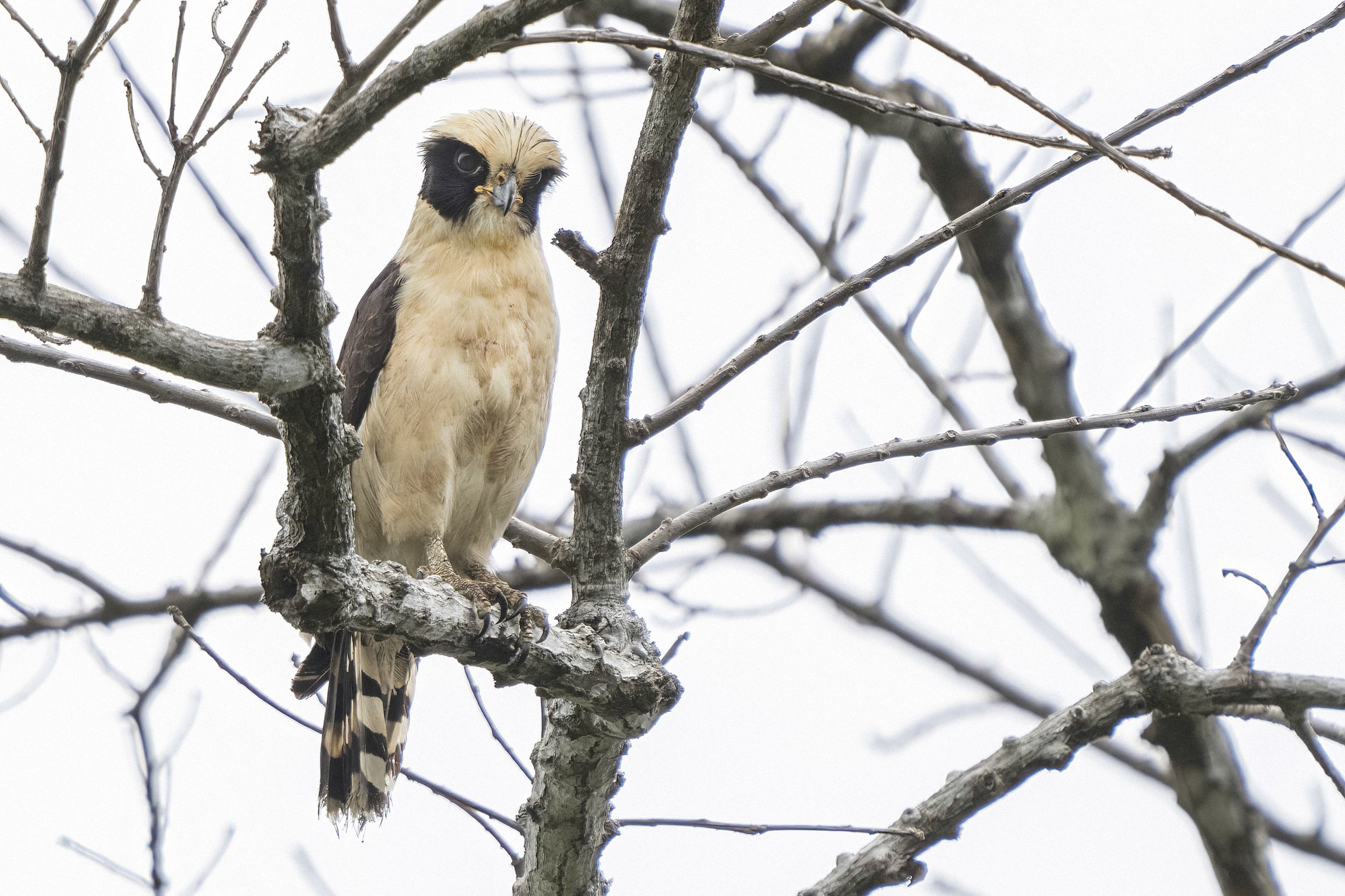 Laughing Falcon
