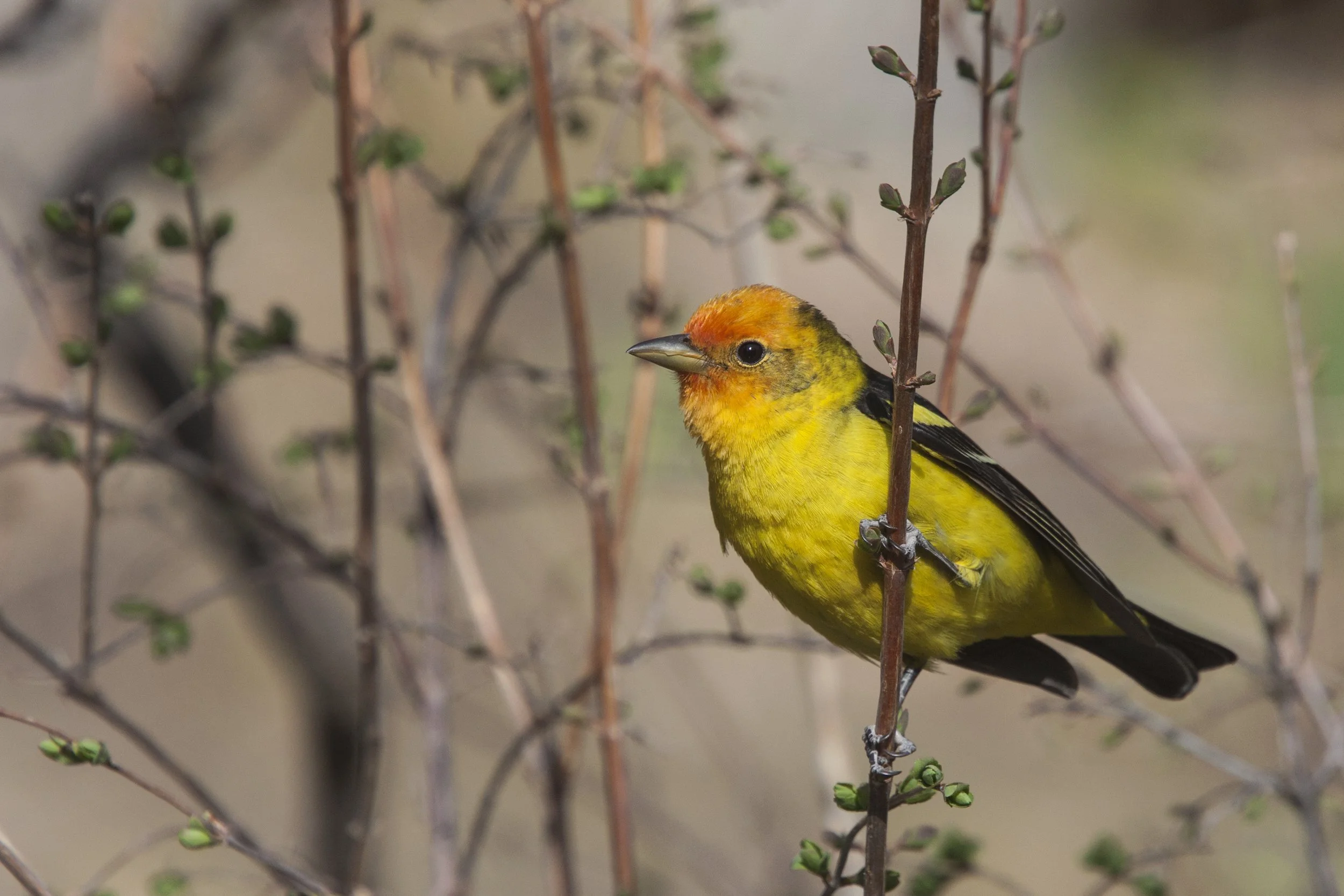Western Tanager