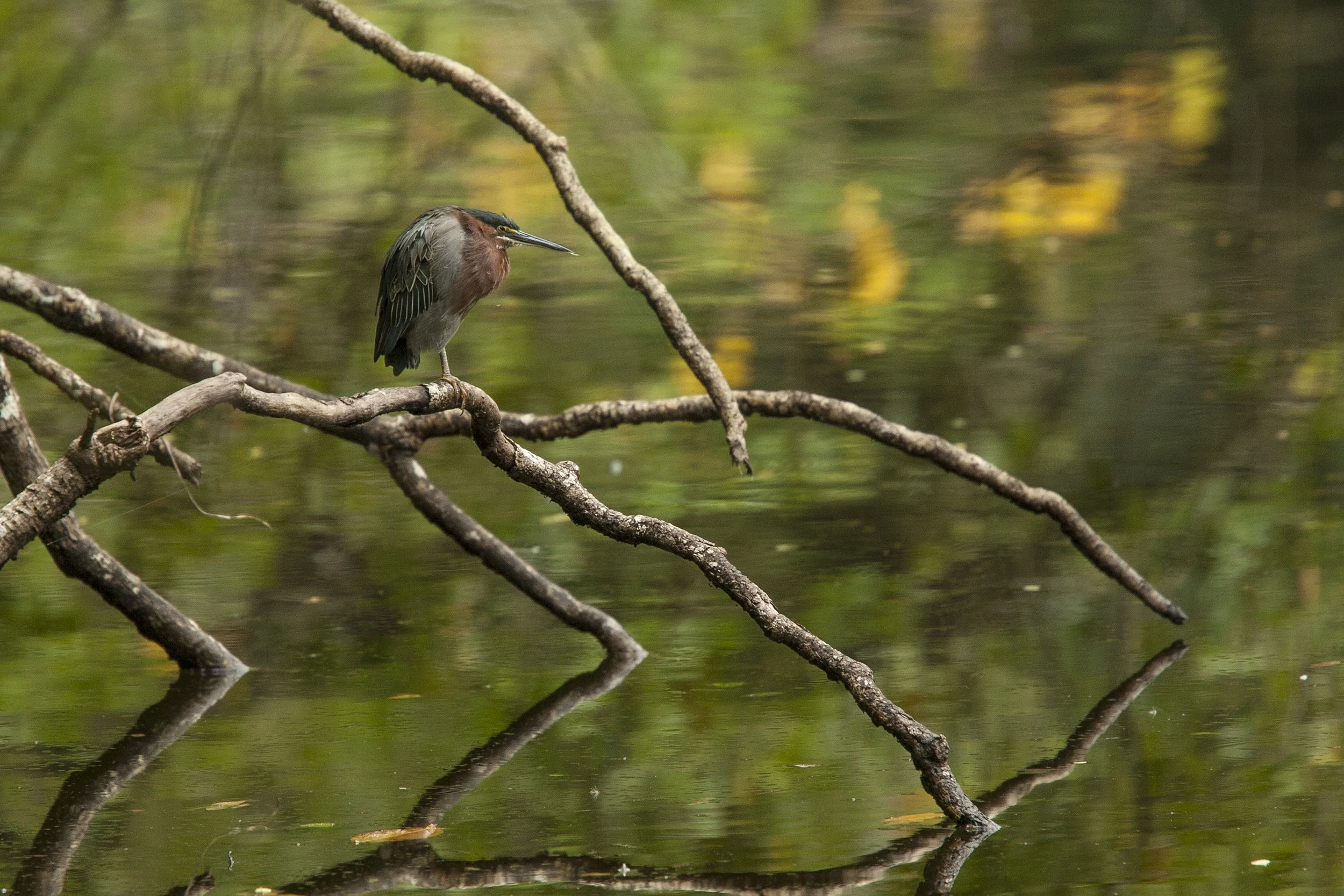 Green Heron