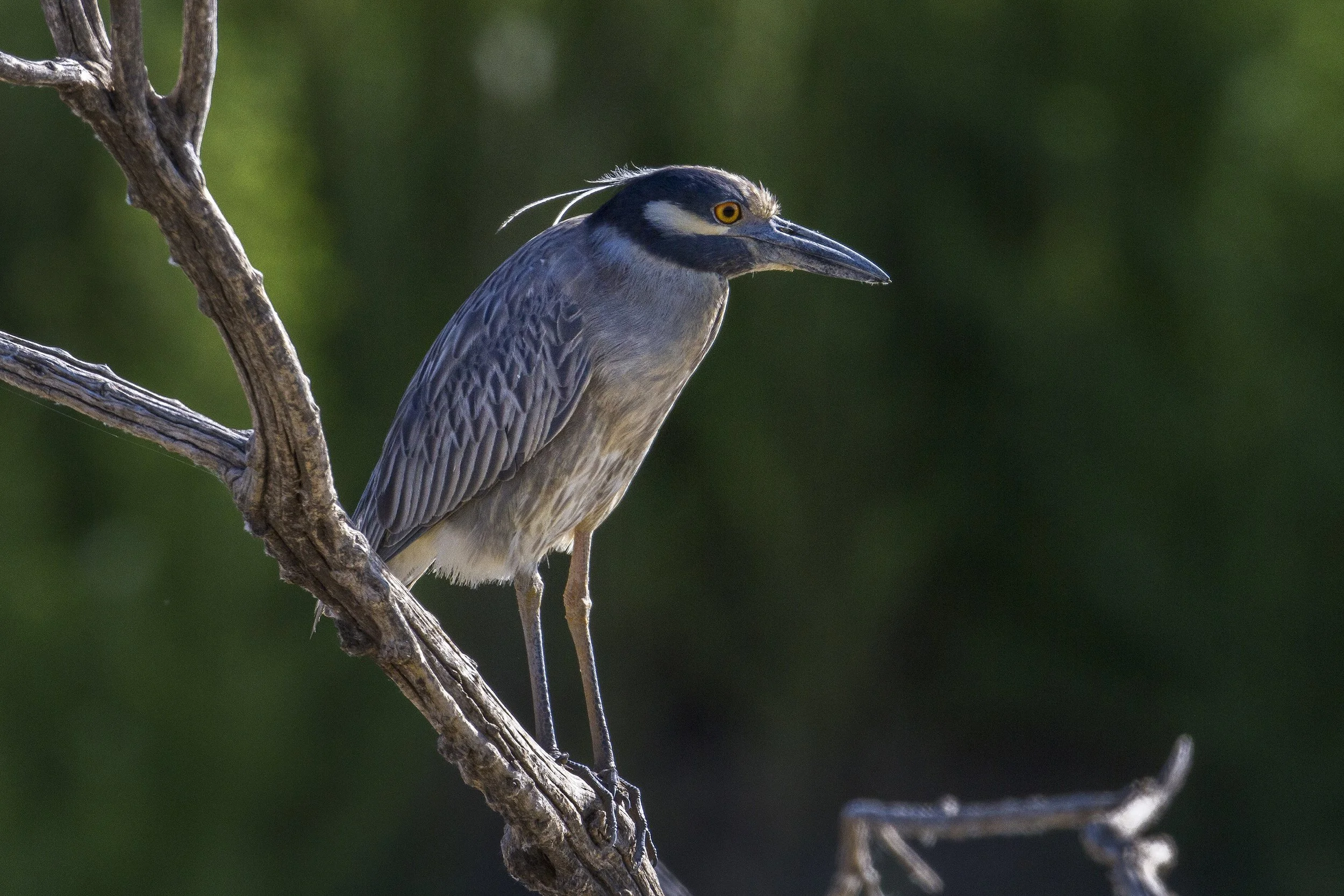 Yellow Crowned Night Heron