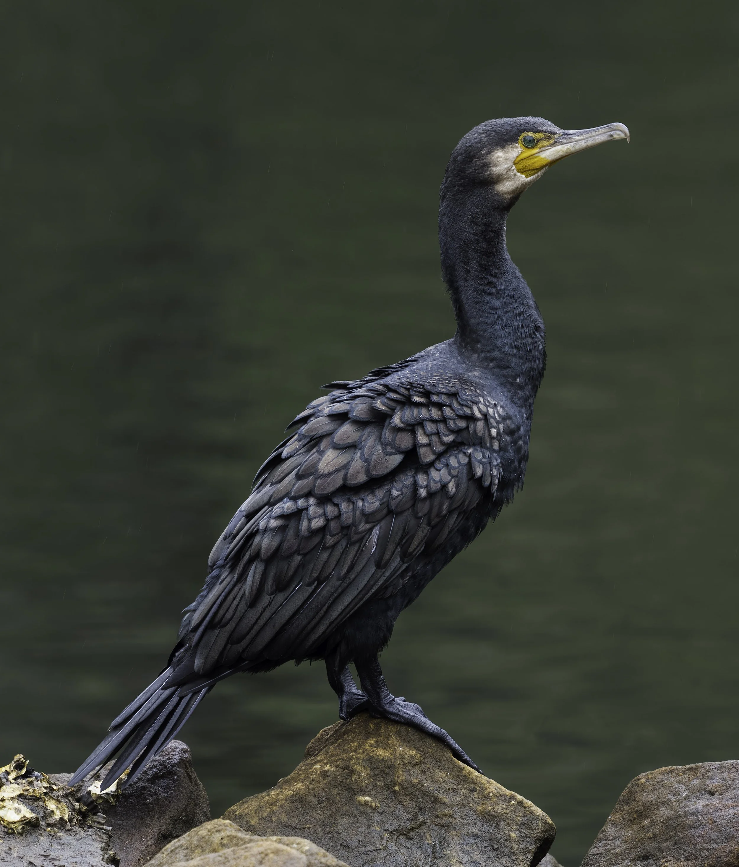 Great Cormorant,