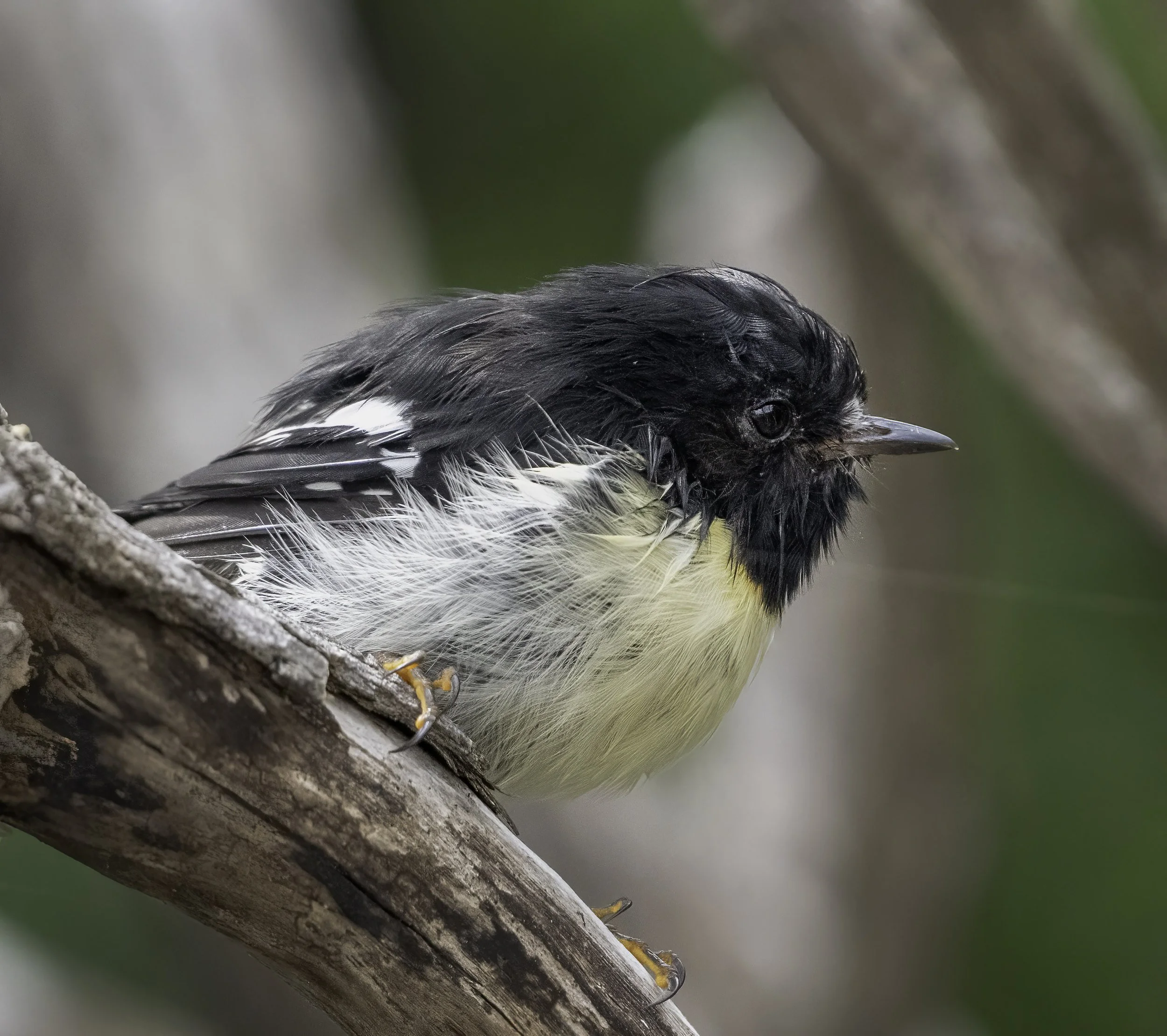 Tomtit