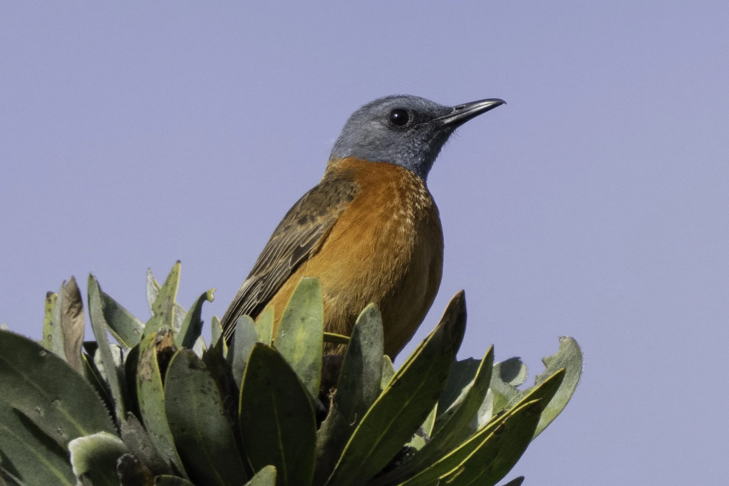 Cape Rock Thrush