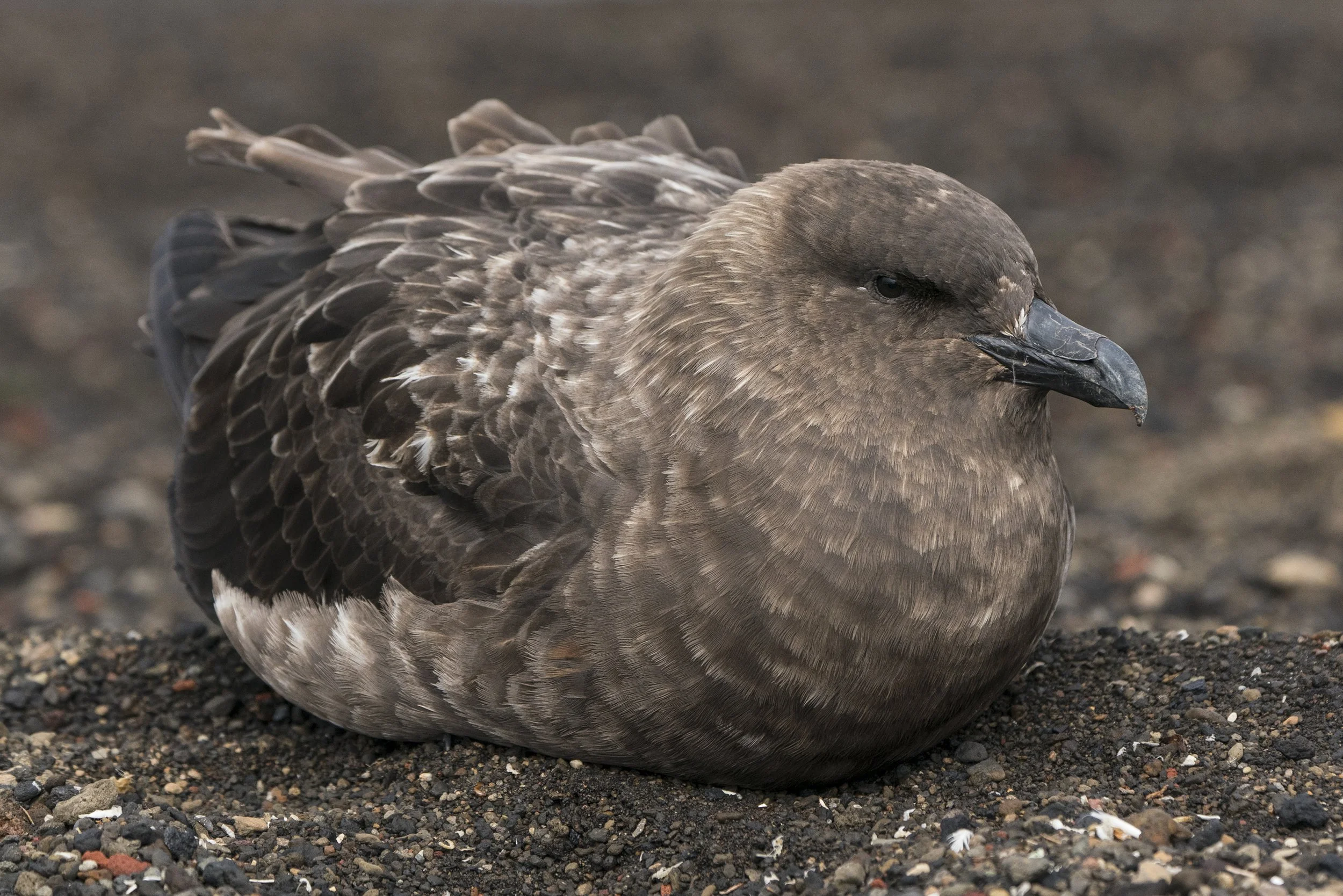 South Polar Skua