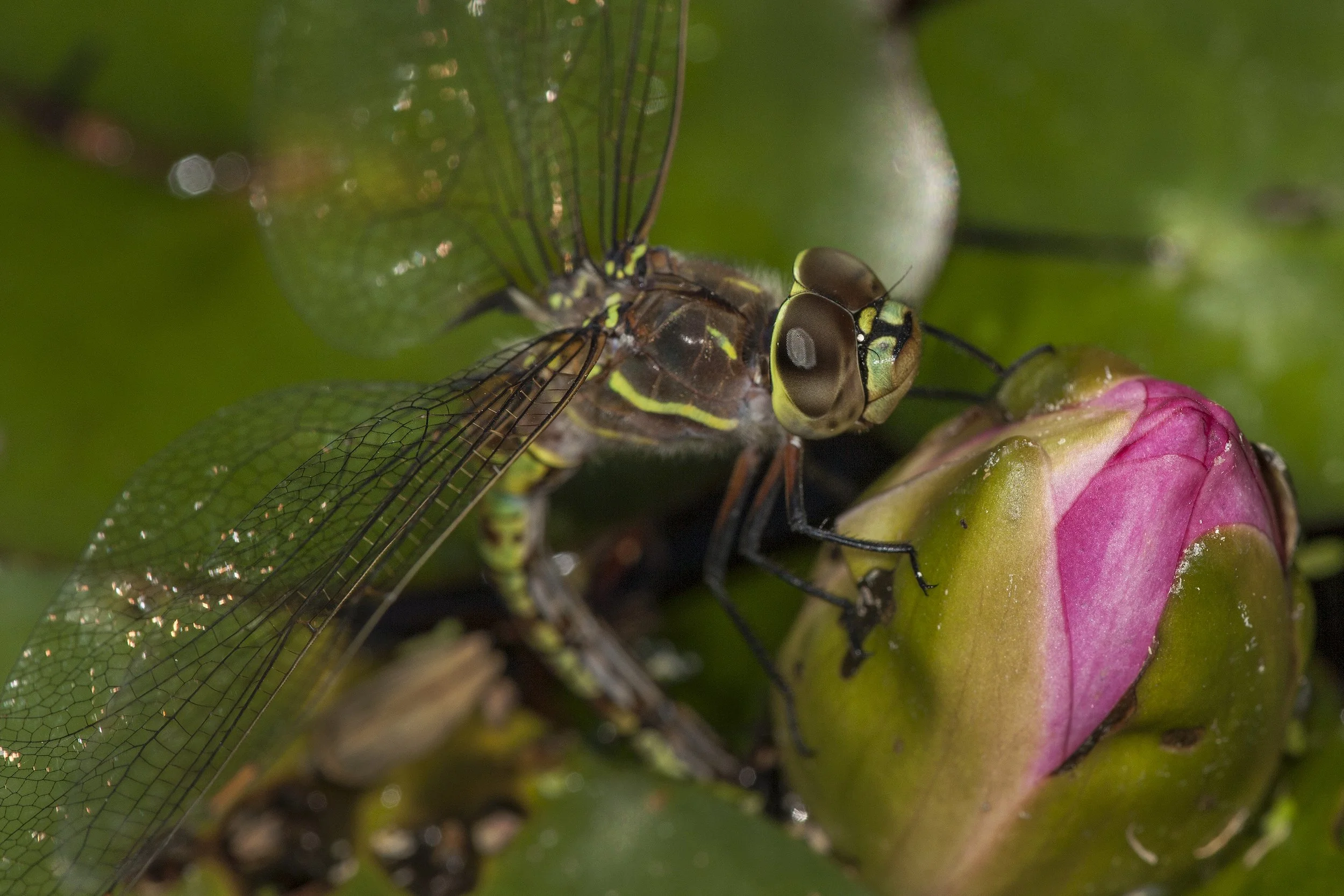 Blue Eyed Darner (Aeshna multicolor)_IMG_4661.jpg