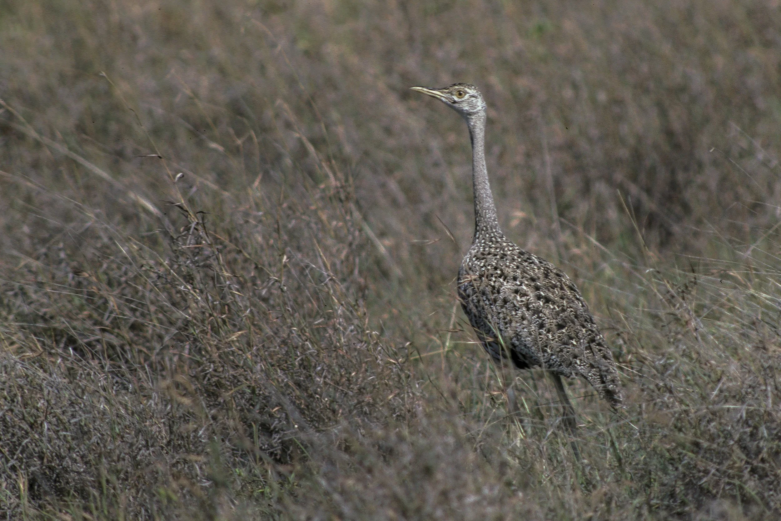Black Bellied Bustard