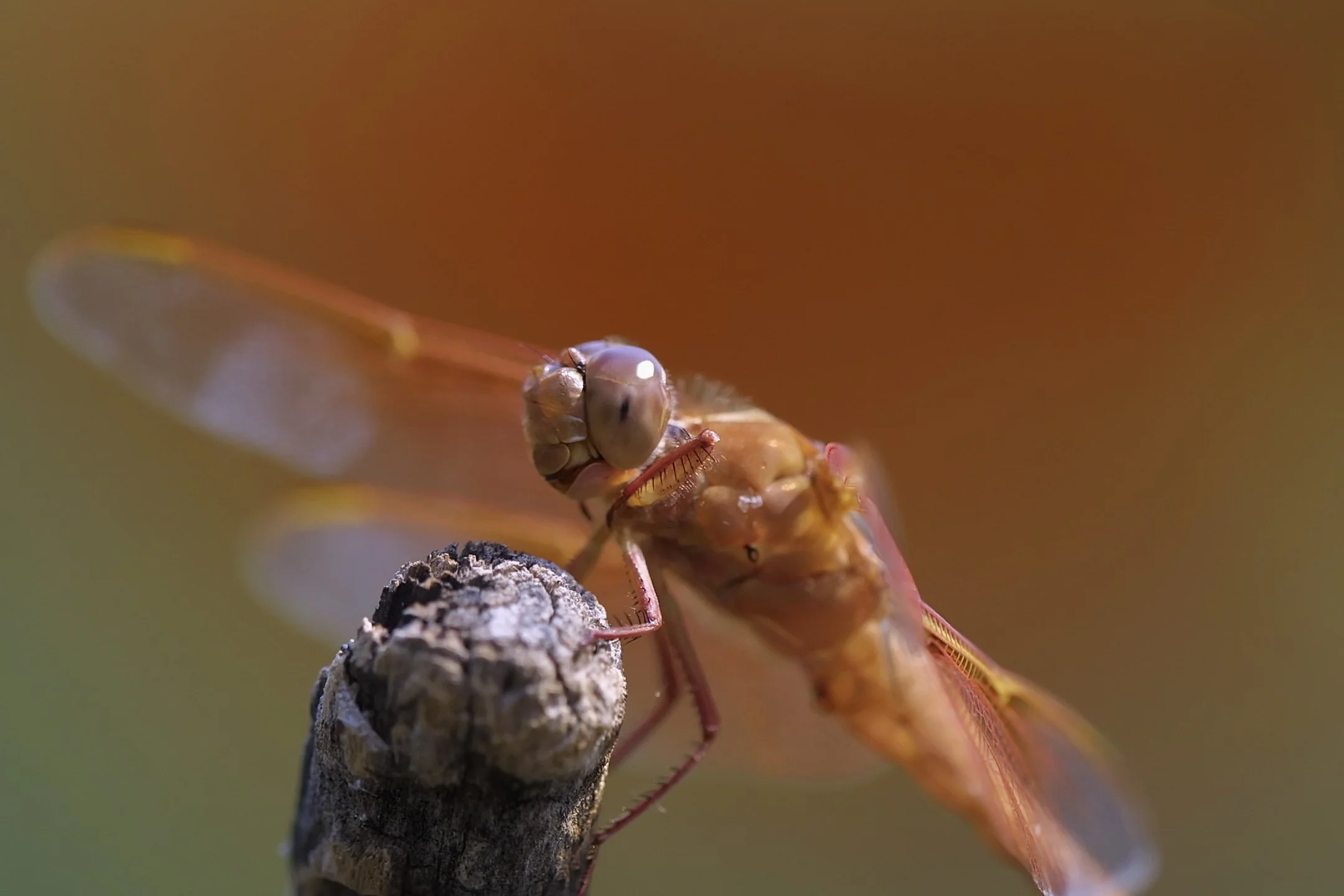 Flame Skimmer (Libellula saturata)_IMG_6458.jpg
