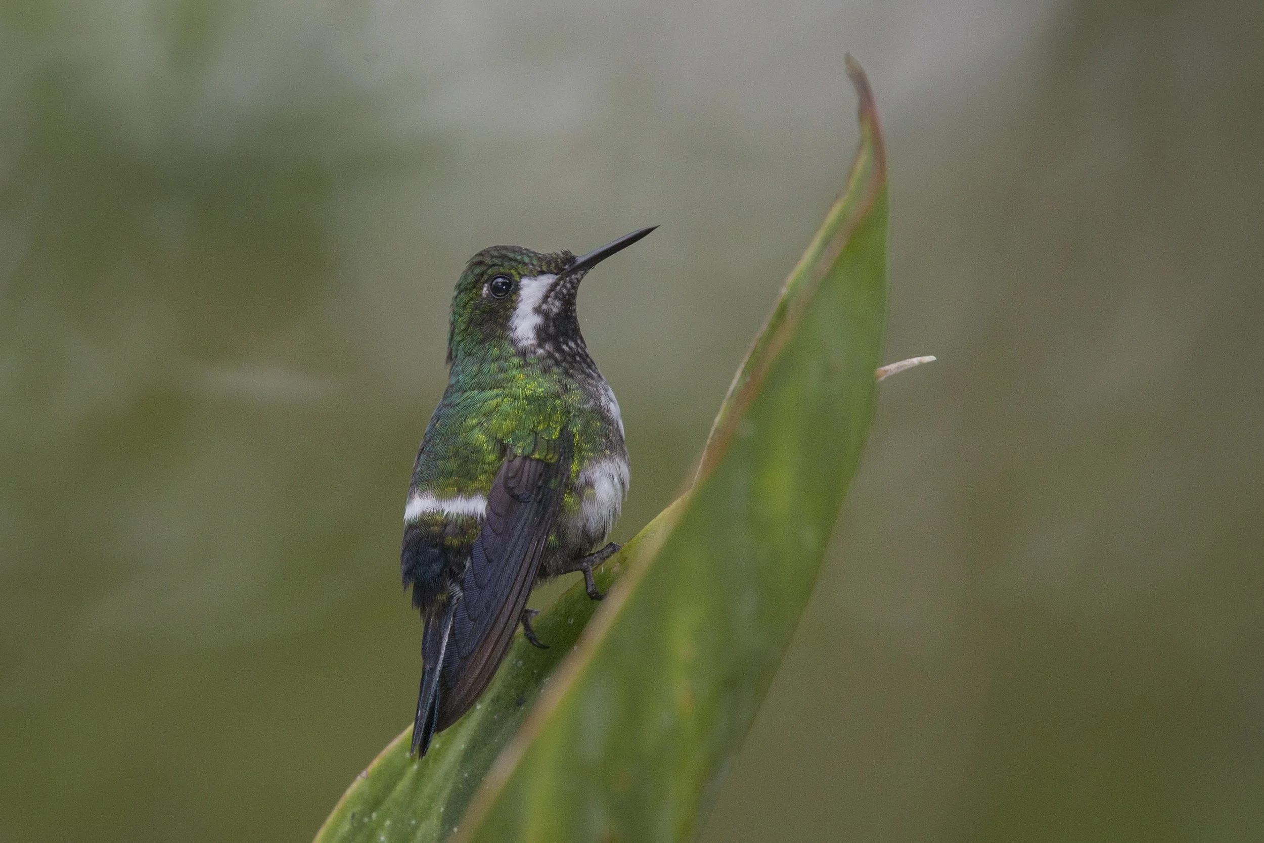 Green Thorntail 