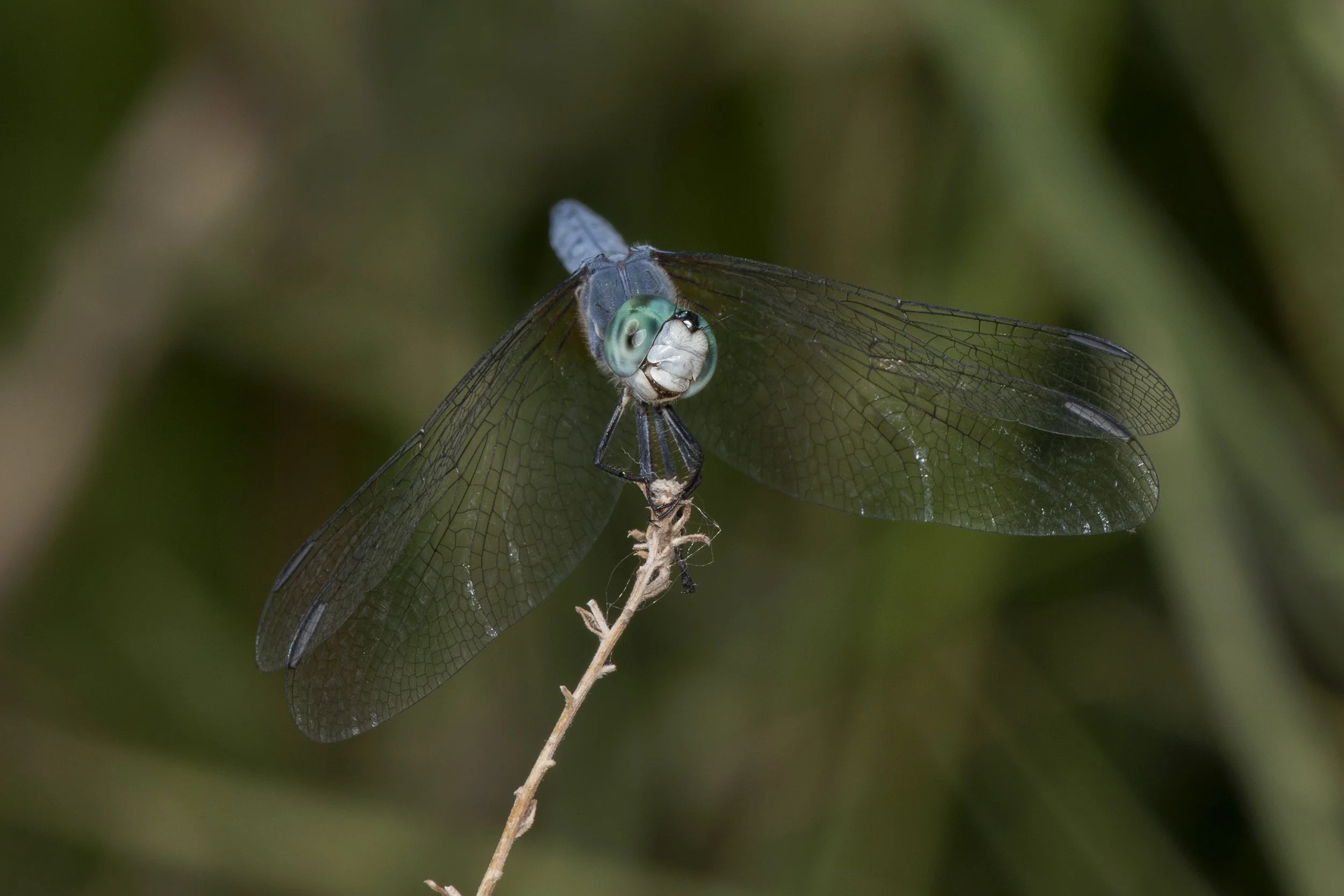 Blue Dasher (Pachydiplax longipennis)-DS3_0722.jpg