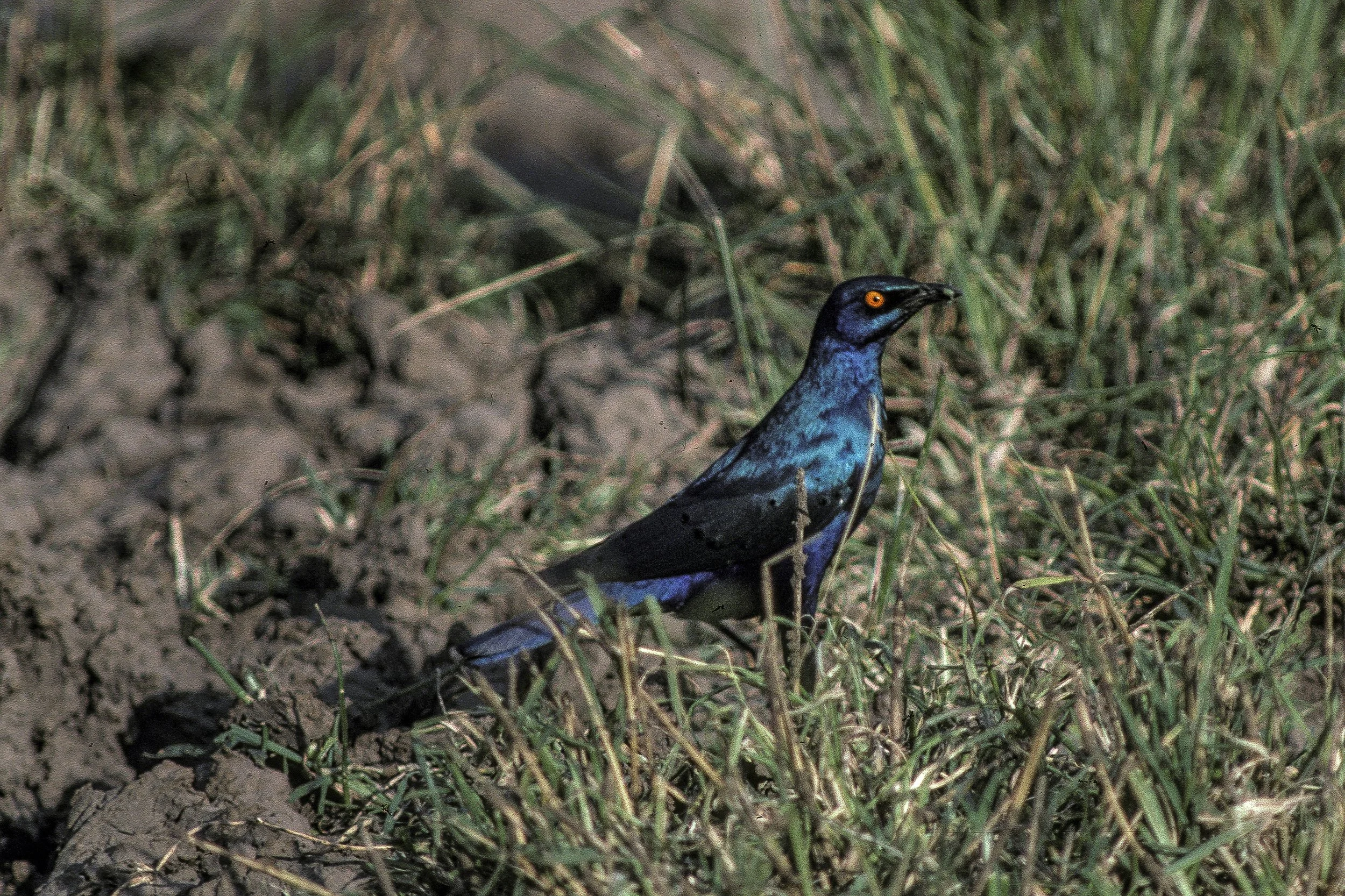 Greater Blue Eared Starling