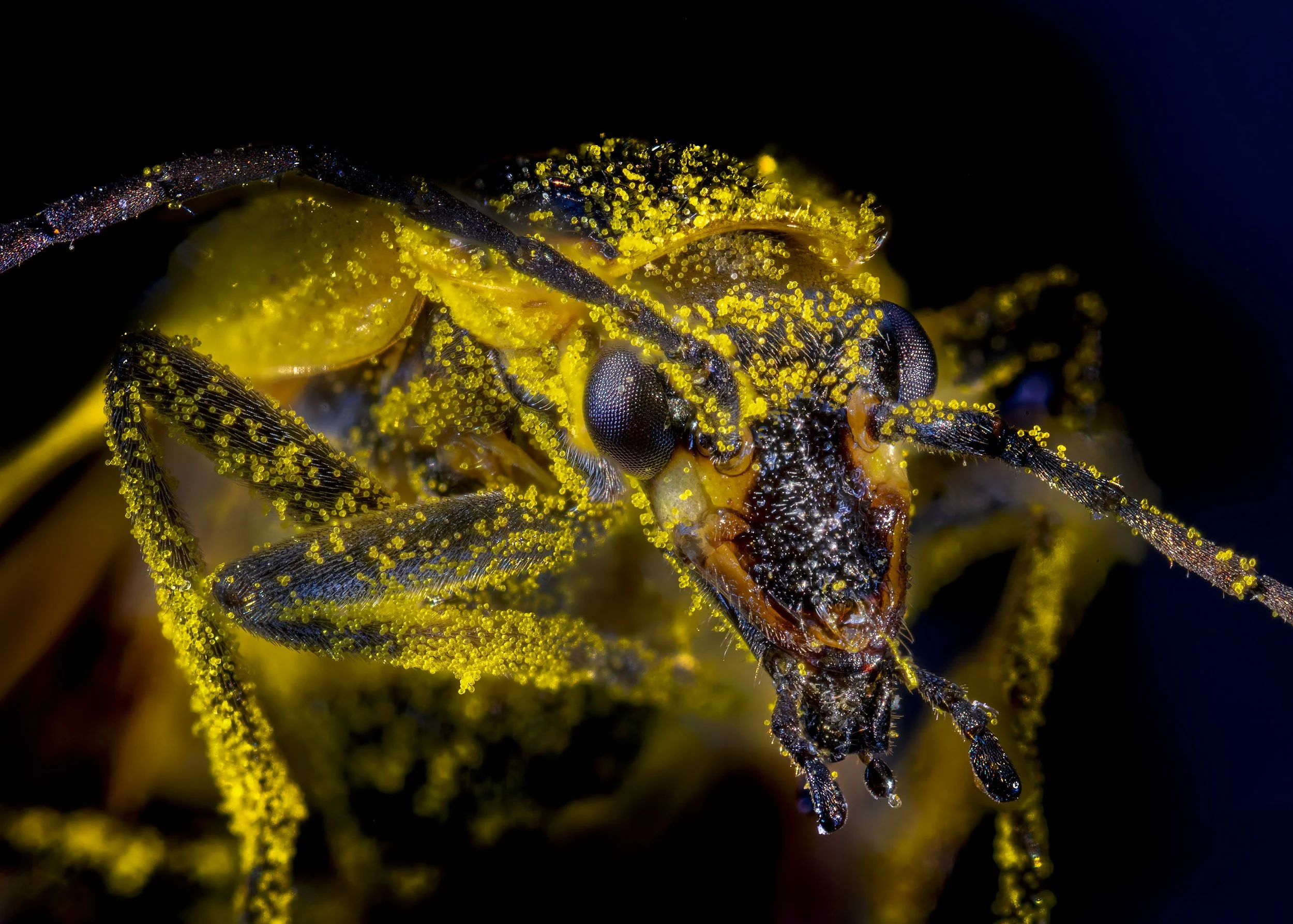 Soldier_Beetle_2.jpg