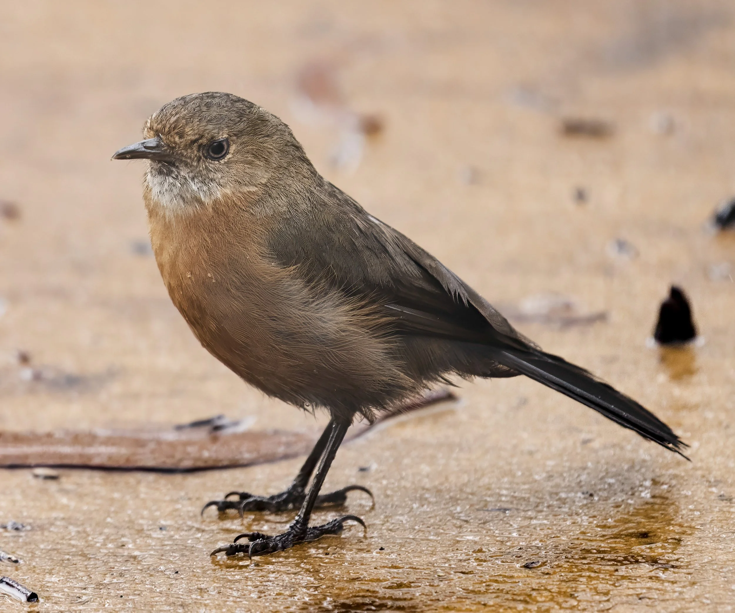 Rockwarbler