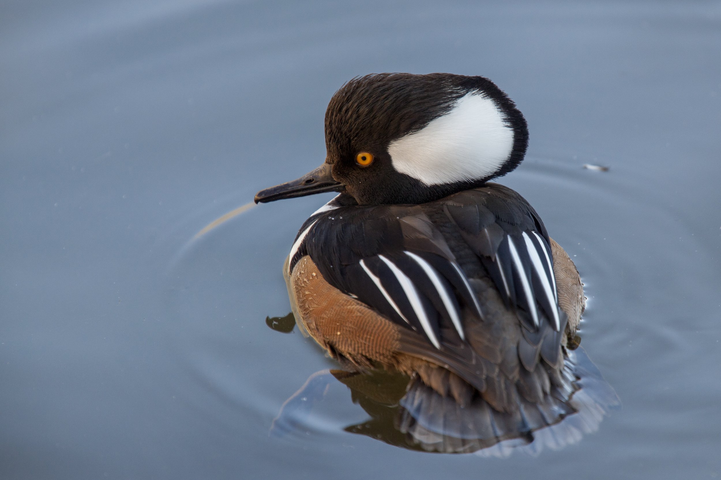 Hooded Merganser