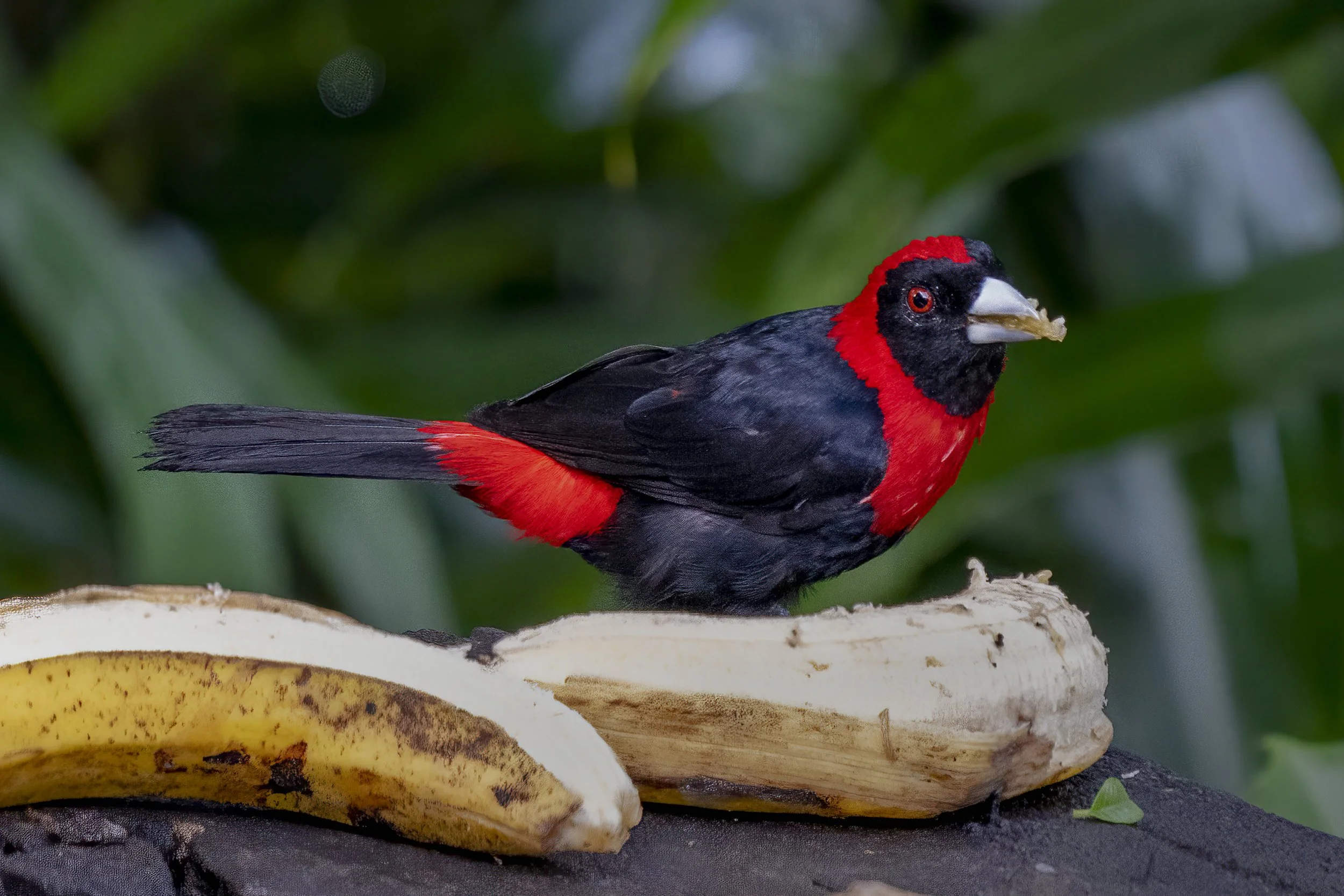 Crimson-collared Tanager 