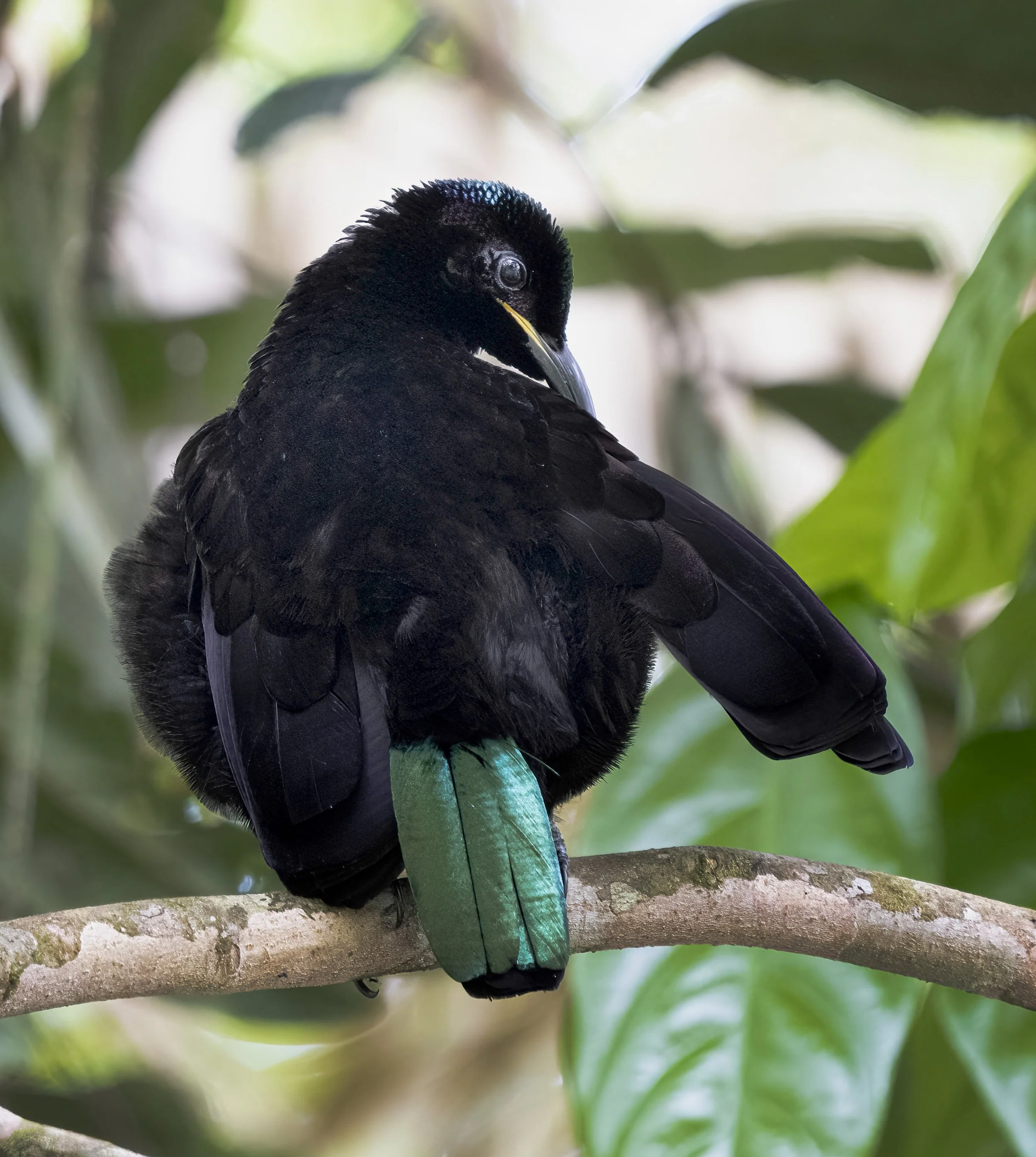Victorias Riflebird