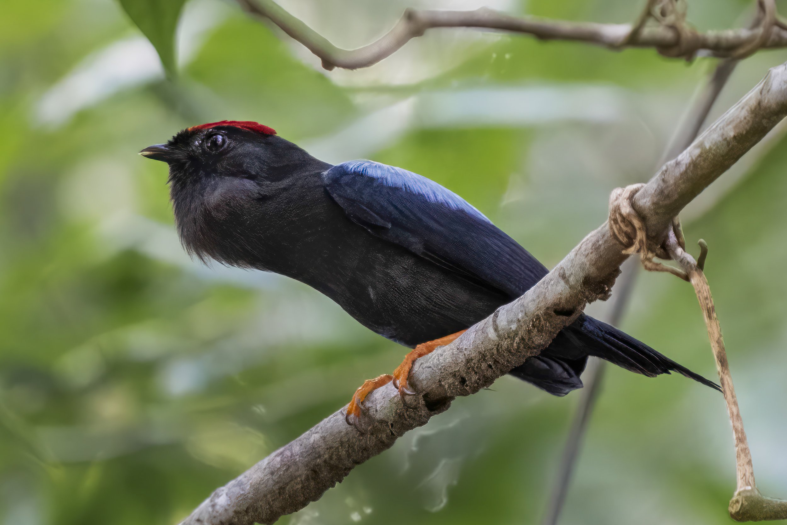 Lance tailed Manakin