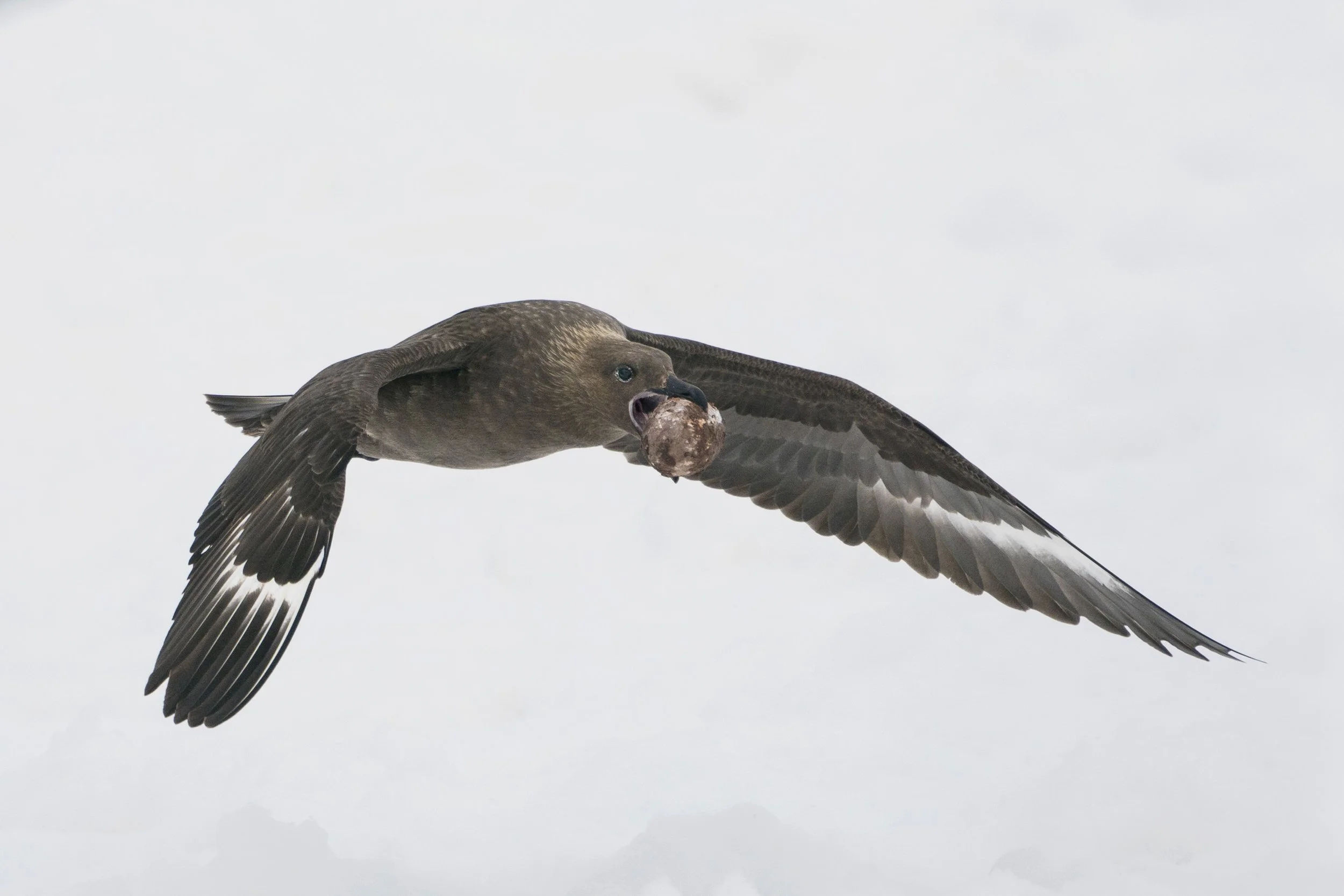 South Polar Skua