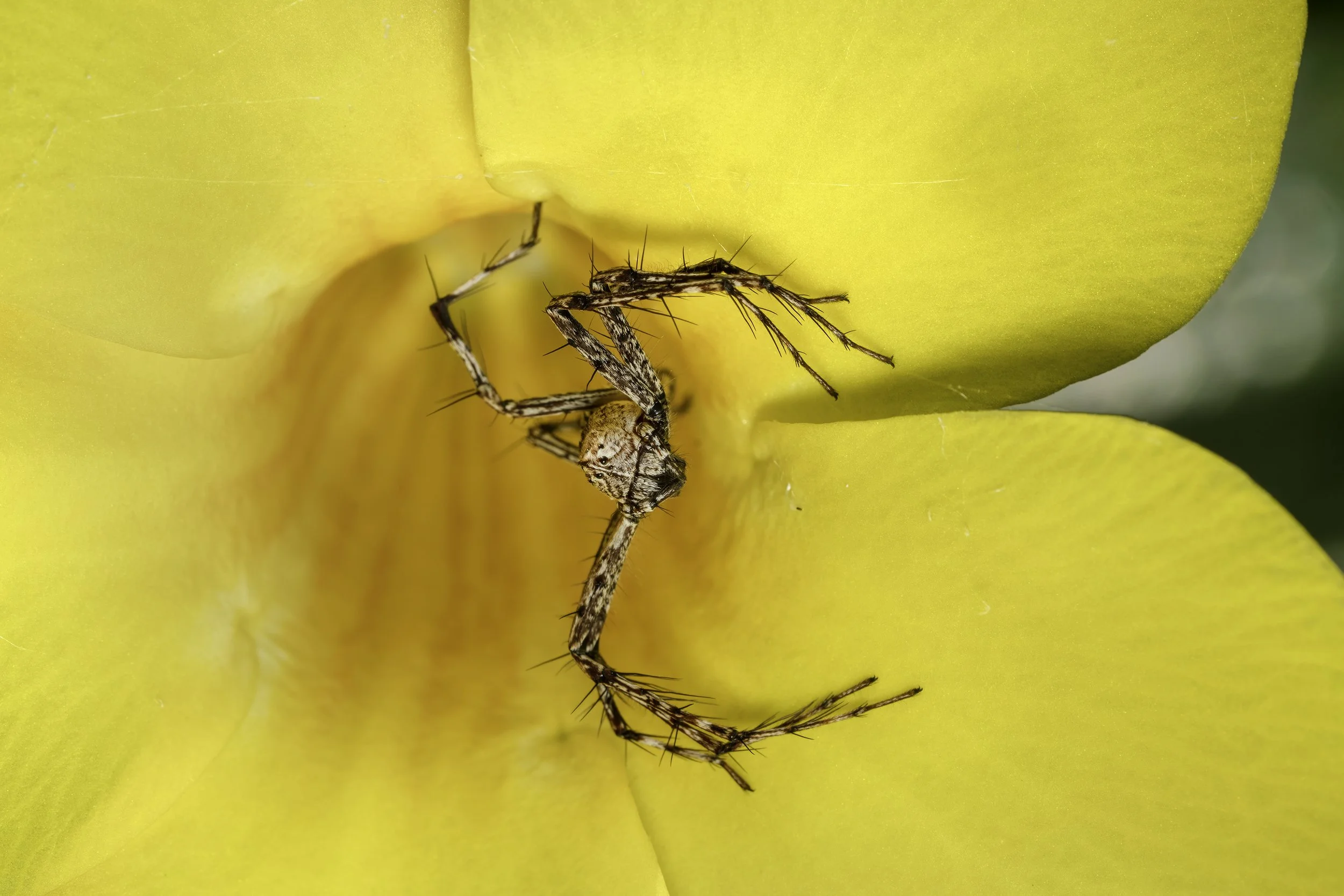 Spider