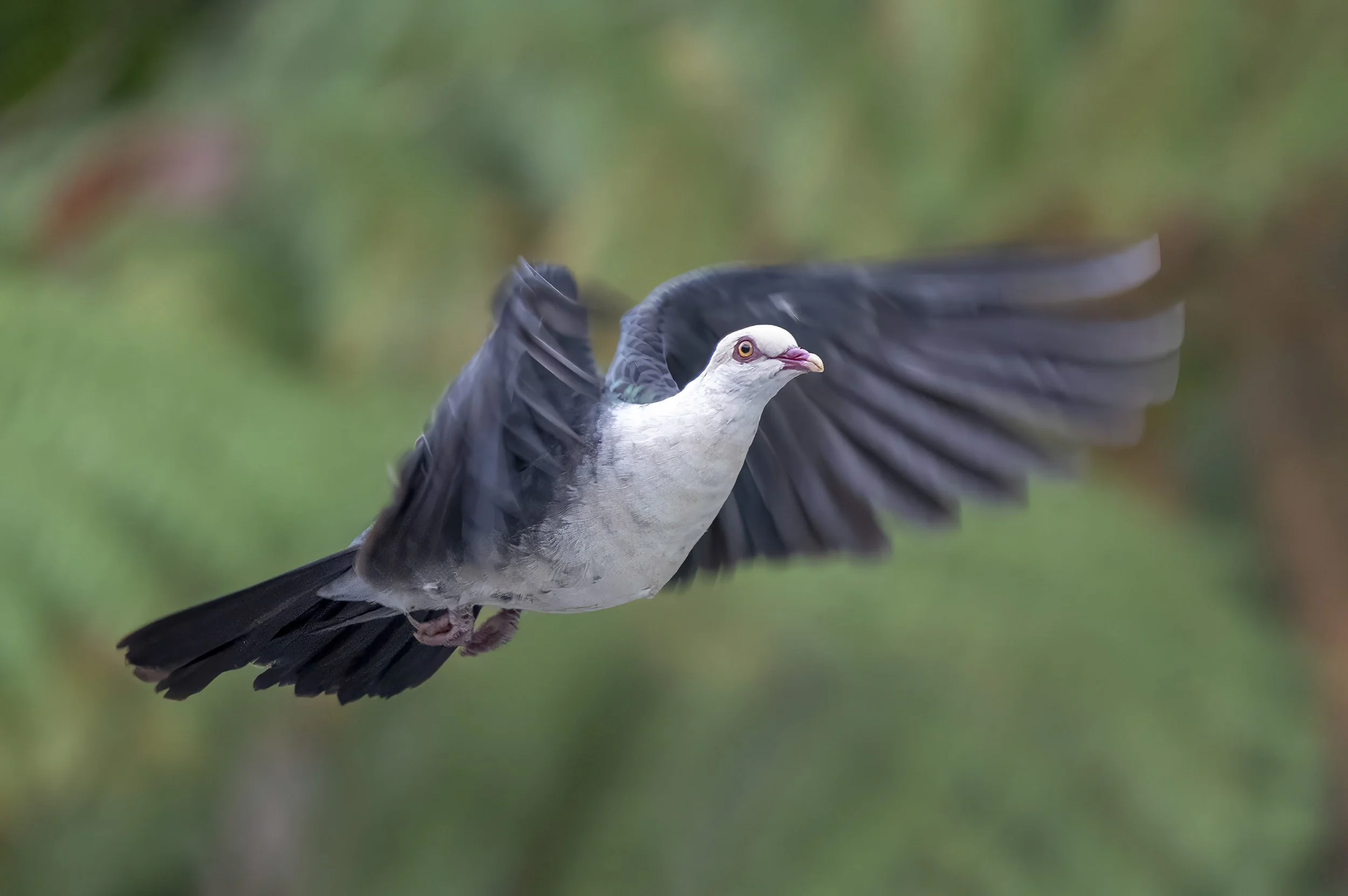 White Headed Pigeon