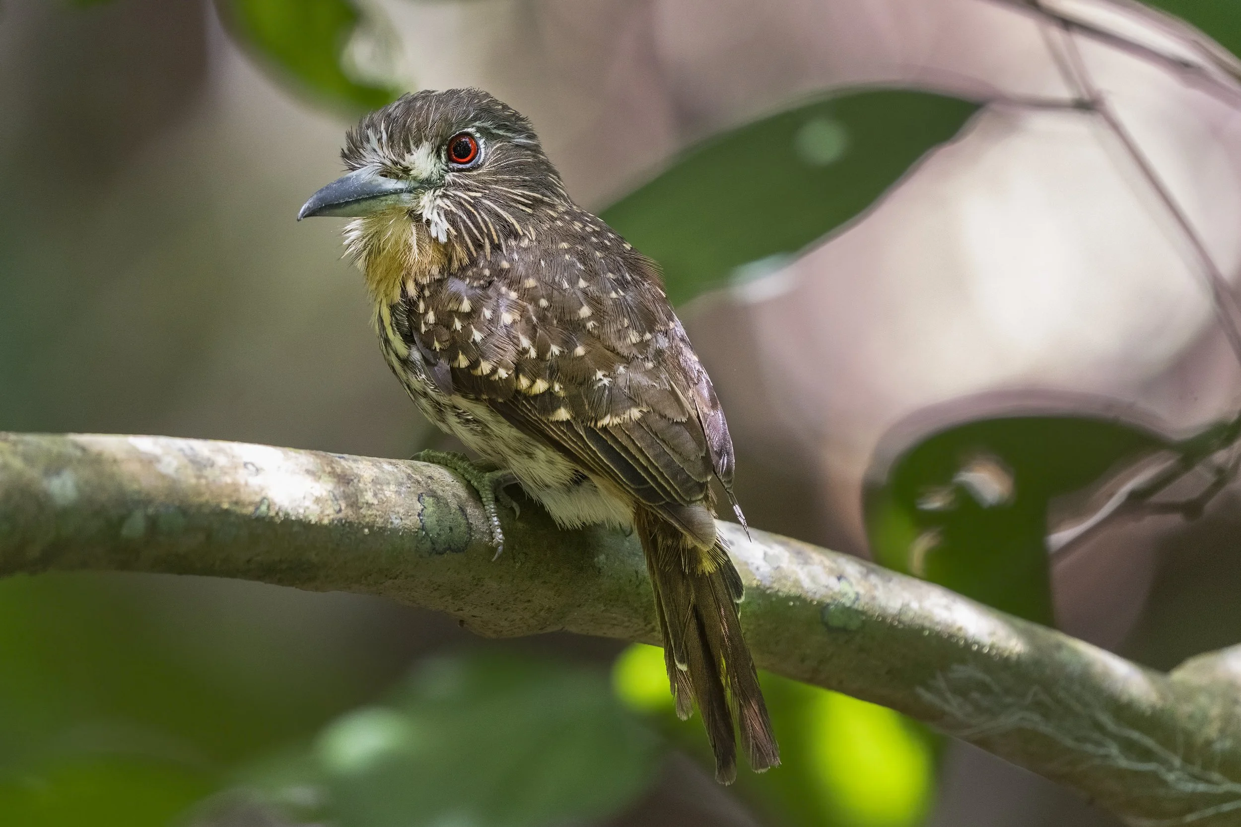White Whiskered Puffbird