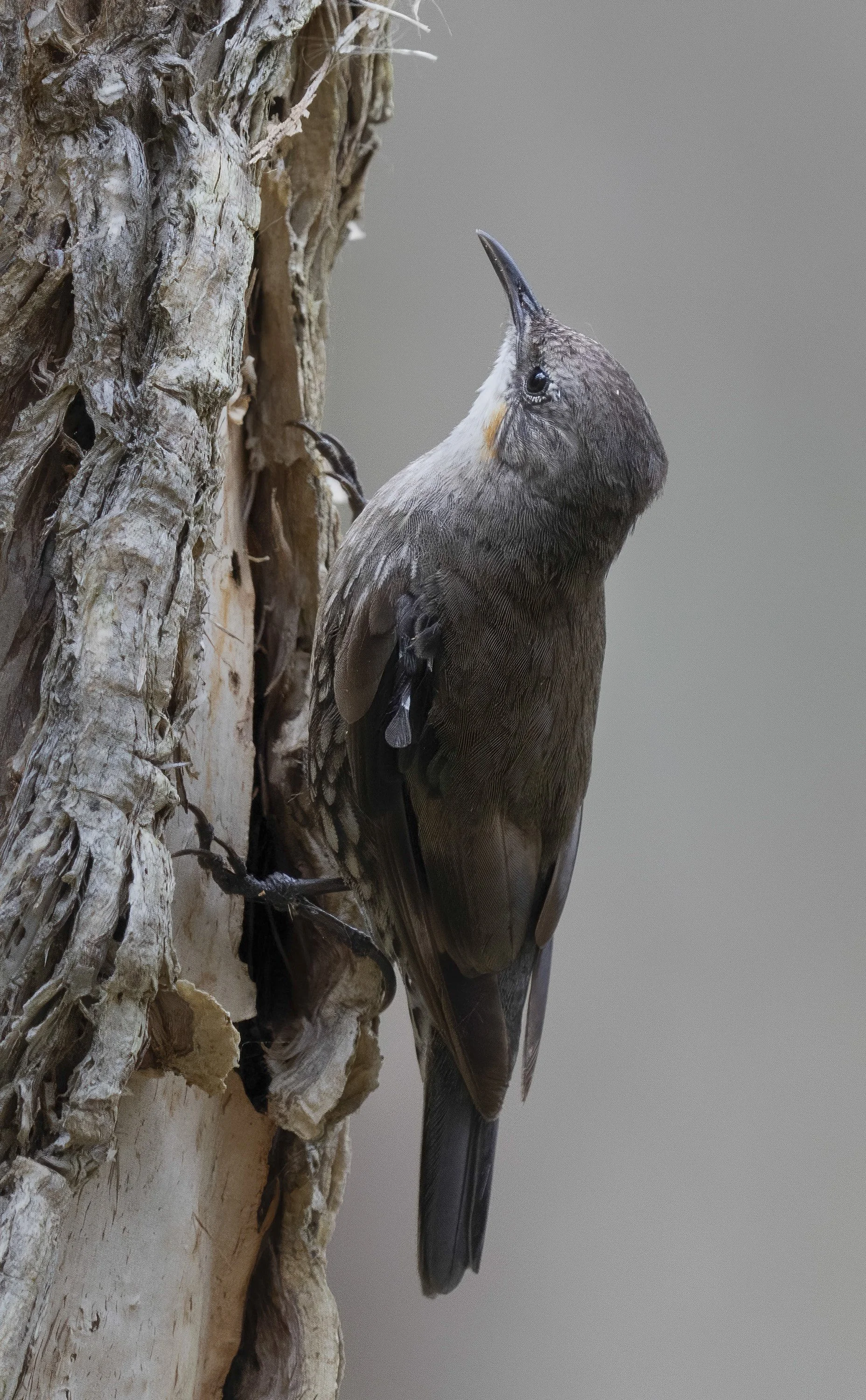 White Throated Treecreeper