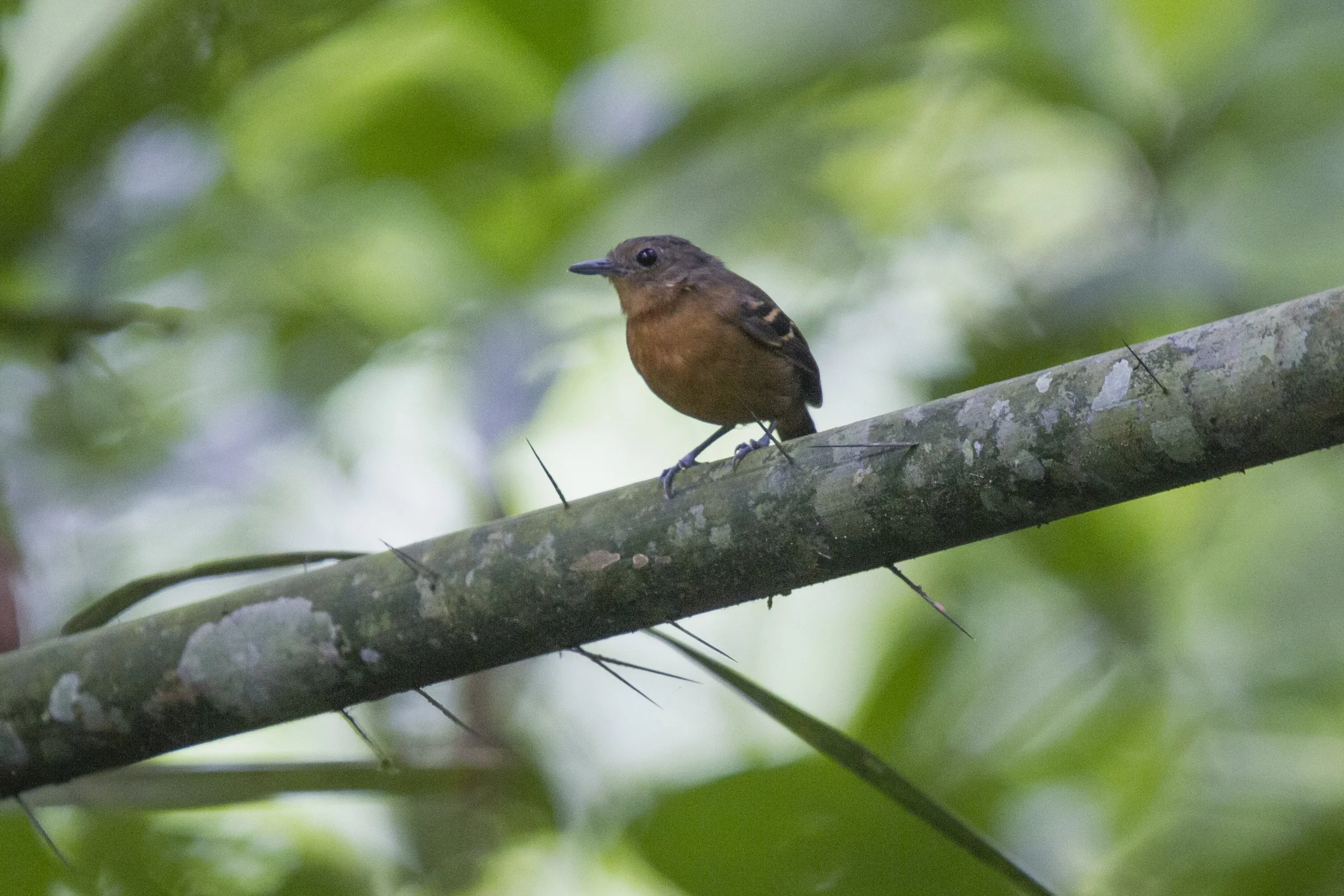 Plain Throated Antwren