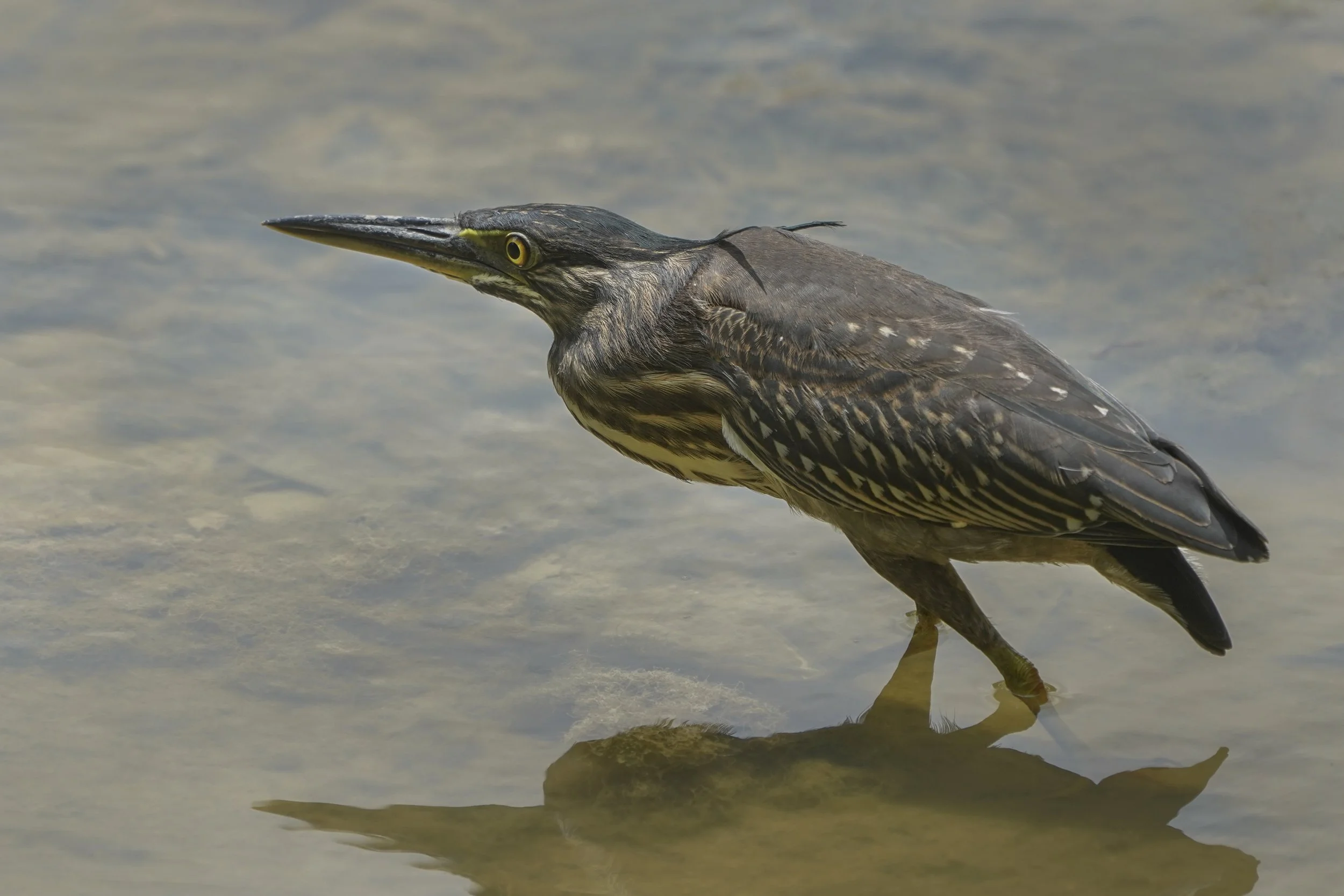 Little Heron