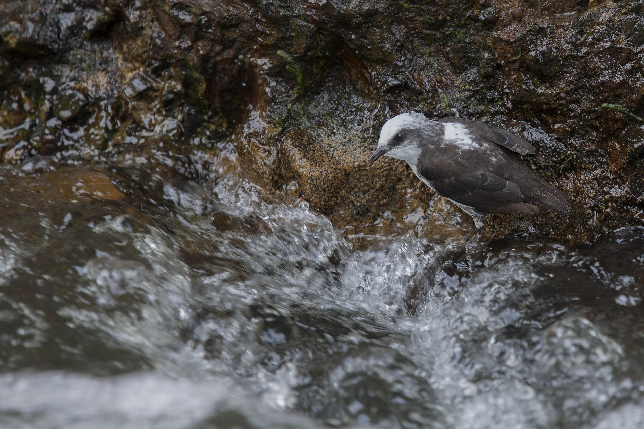  White Capped Dipper 