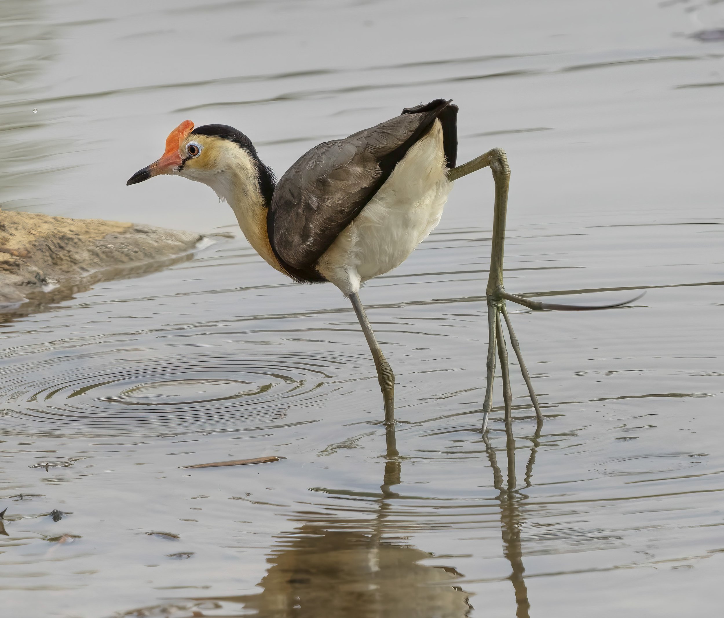 Comb Crested Jacana
