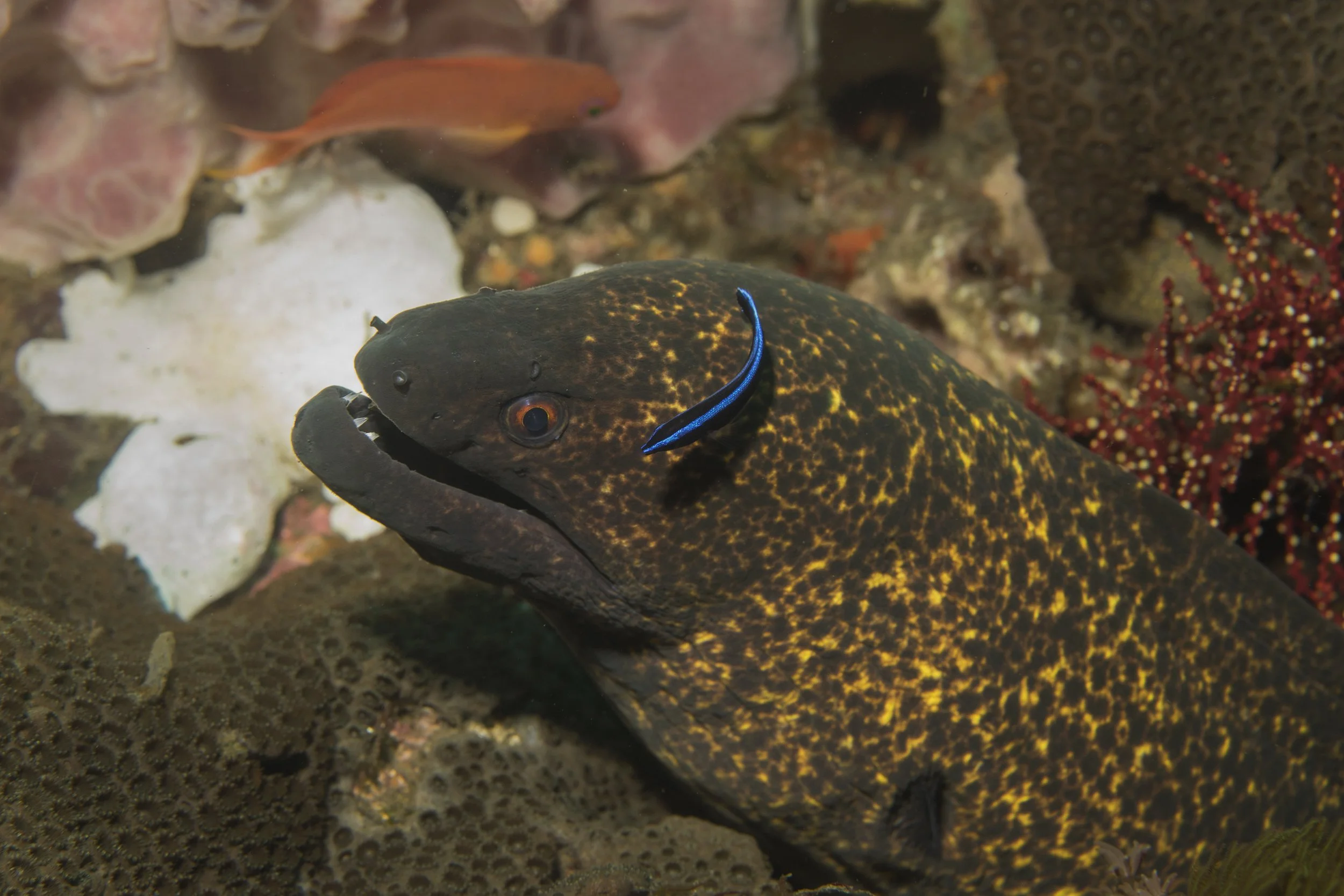 Komodo_DSC06561.jpg