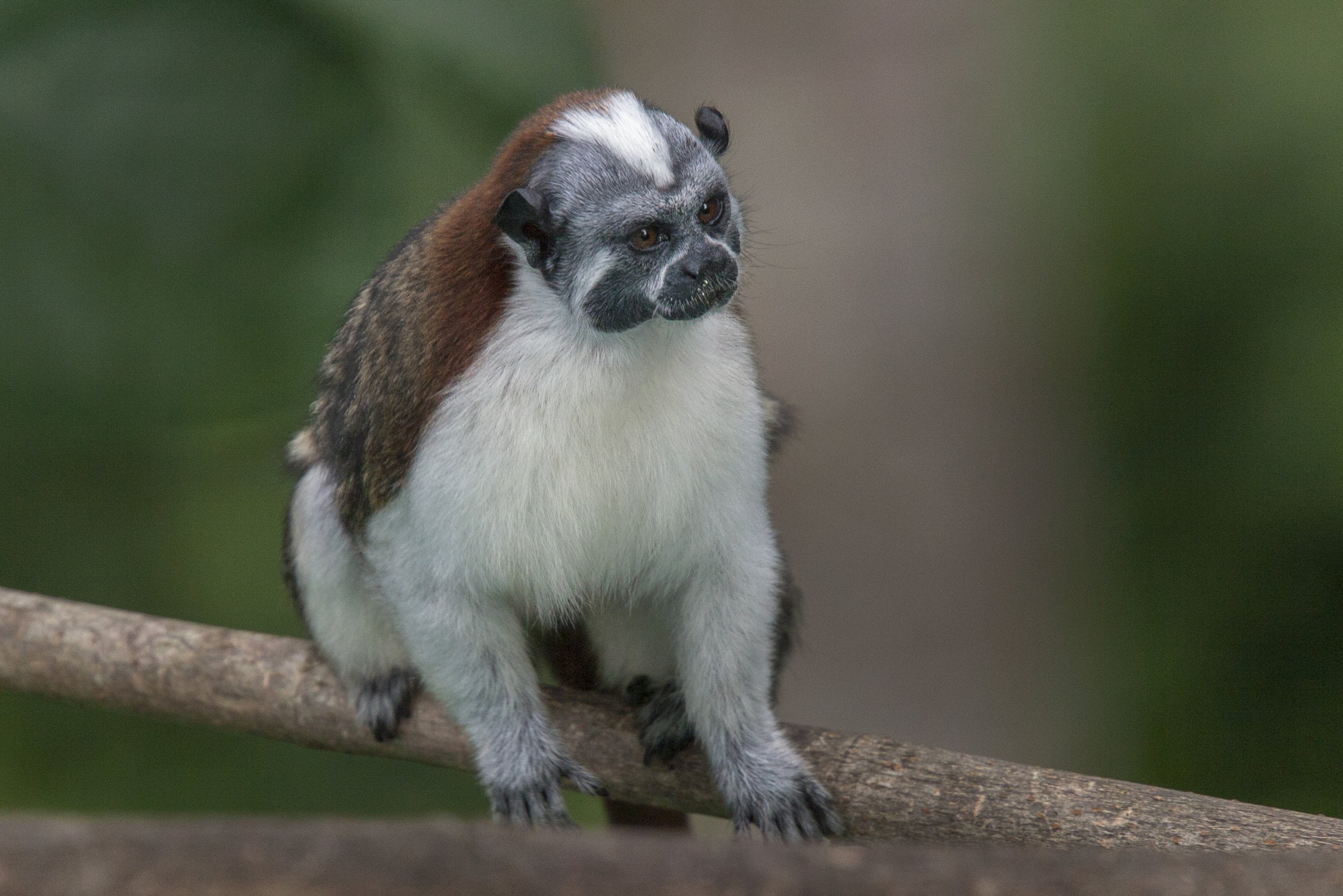 Geoffroy's Tamarin