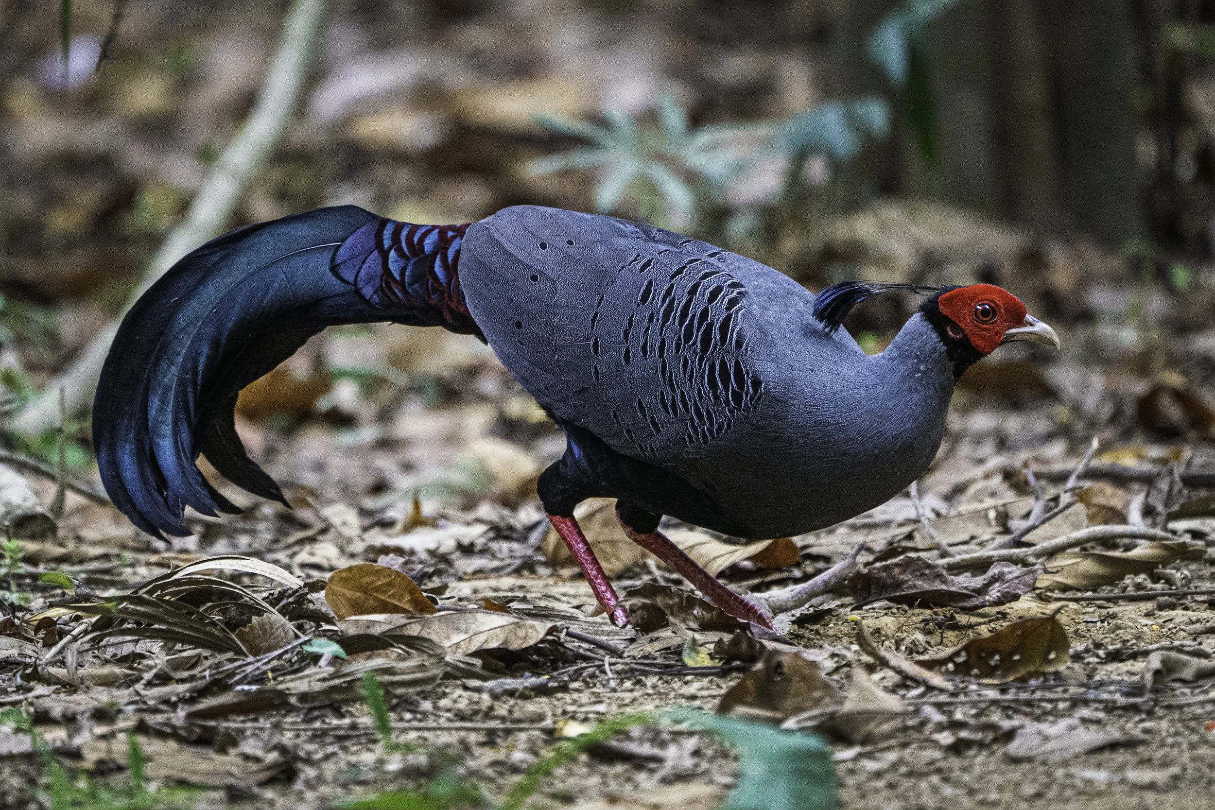 Siamese Fireback