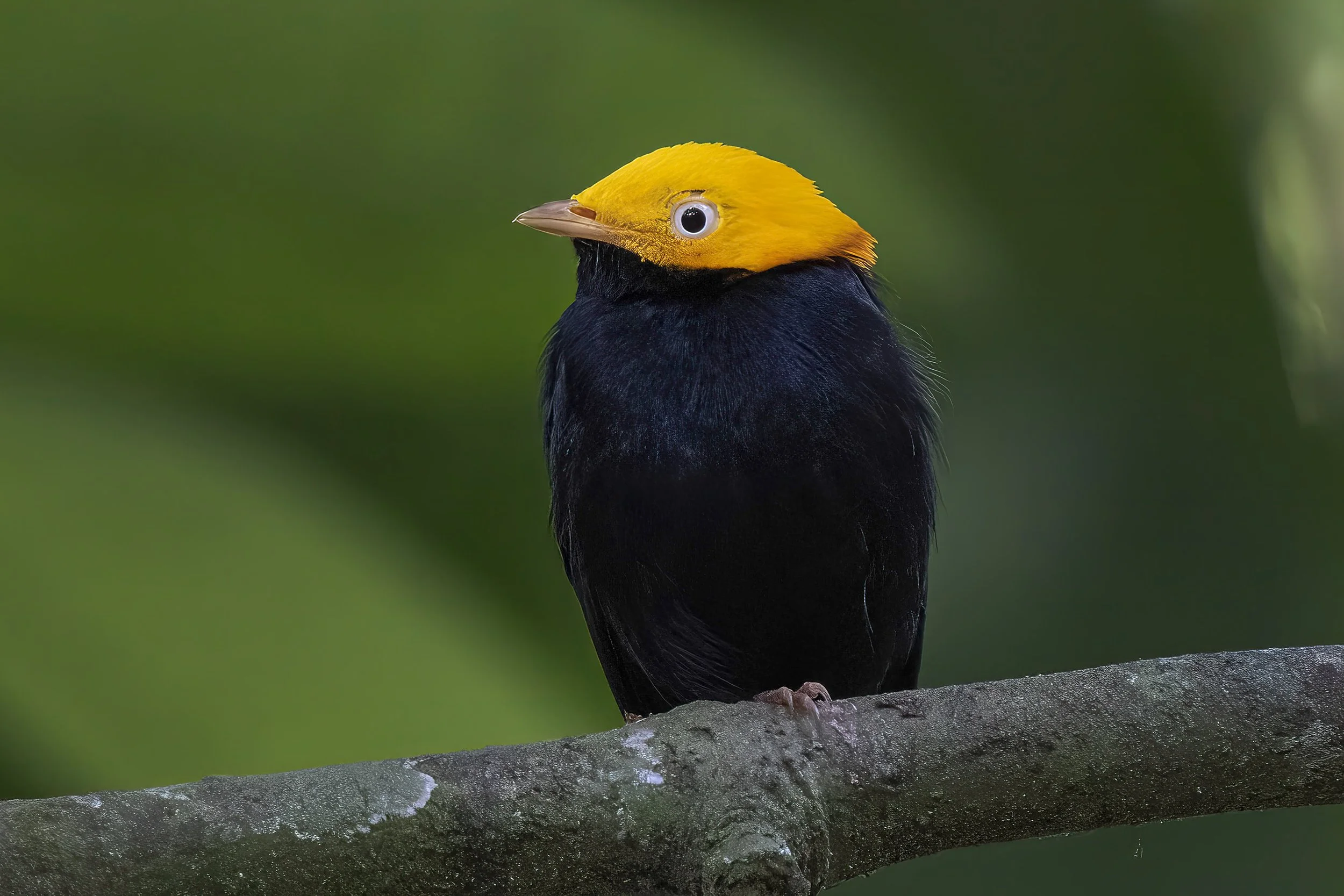Golden Headed Manakin