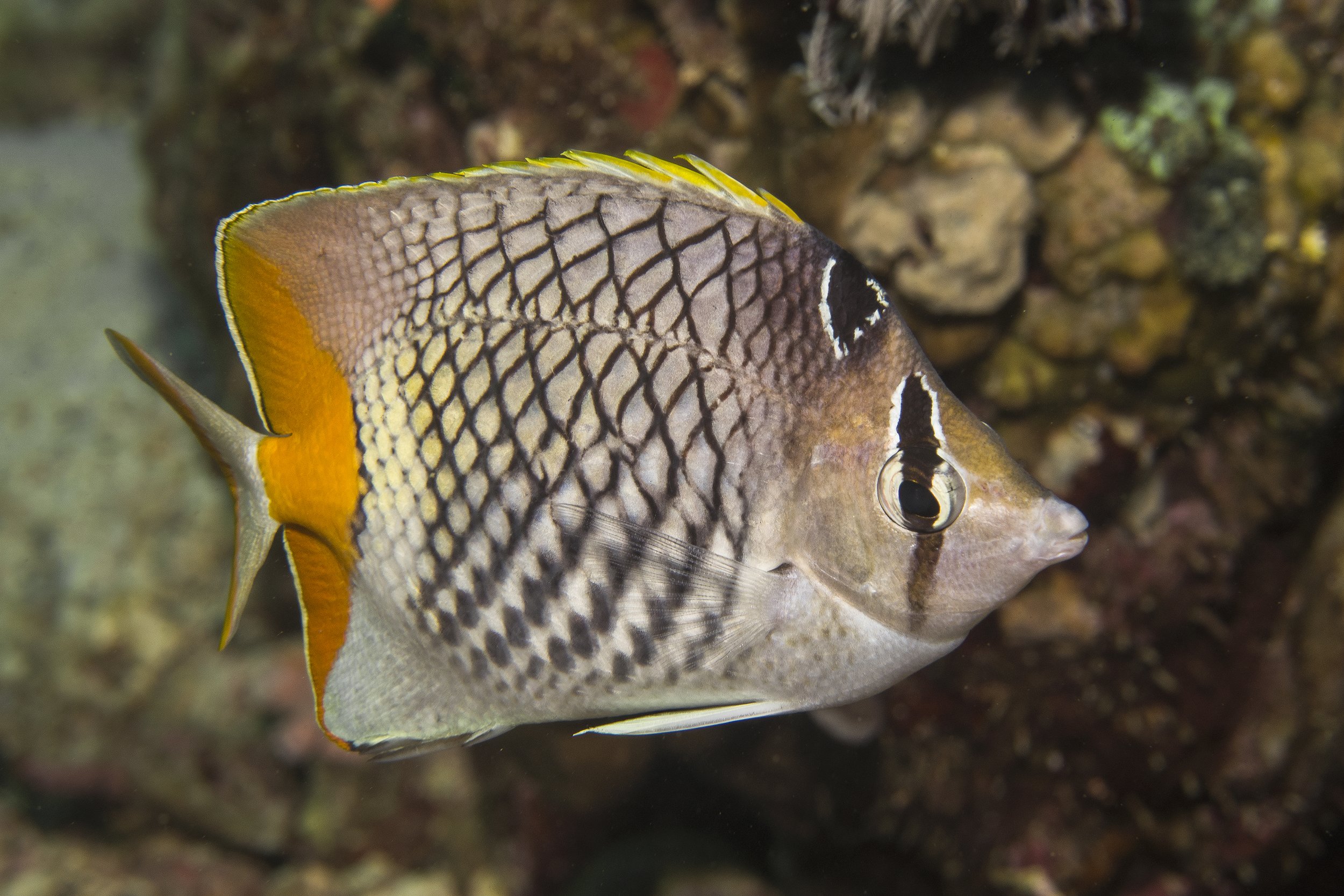 DSC04050.jpg