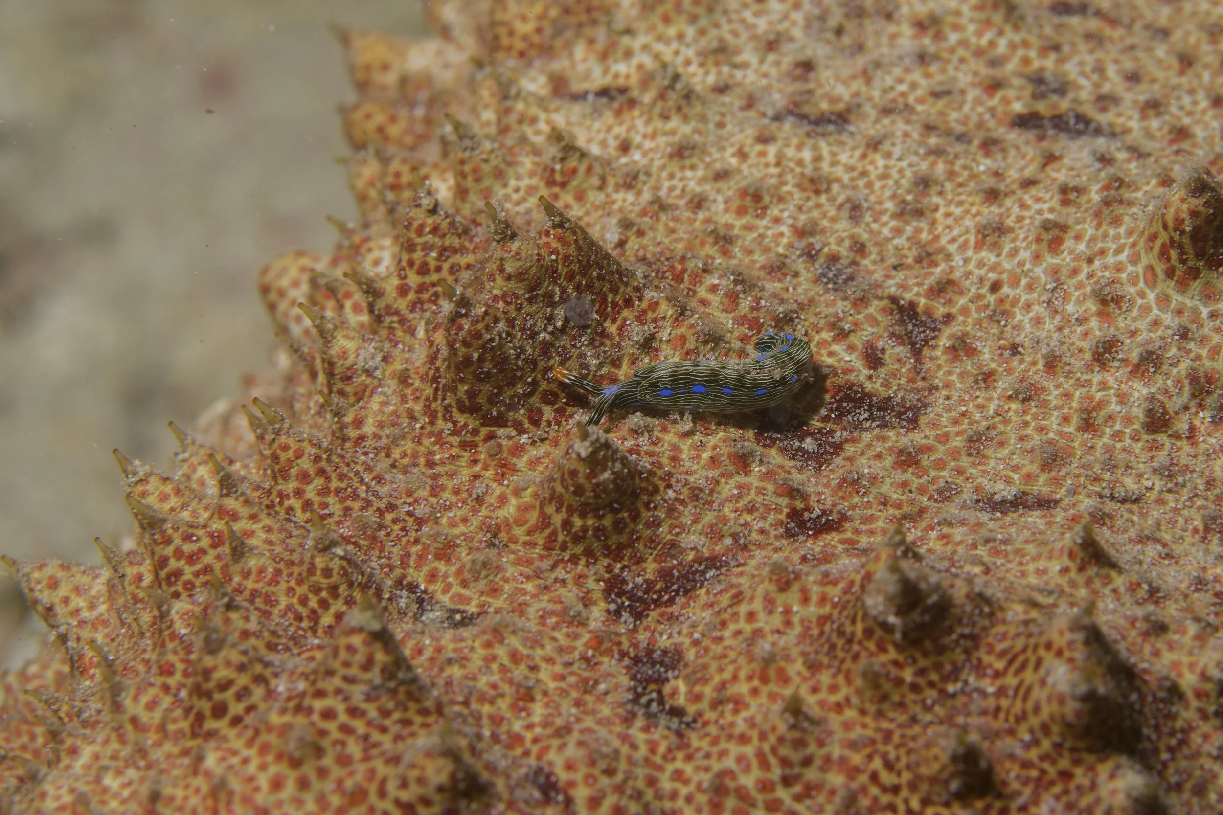Komodo_DSC06039.jpg