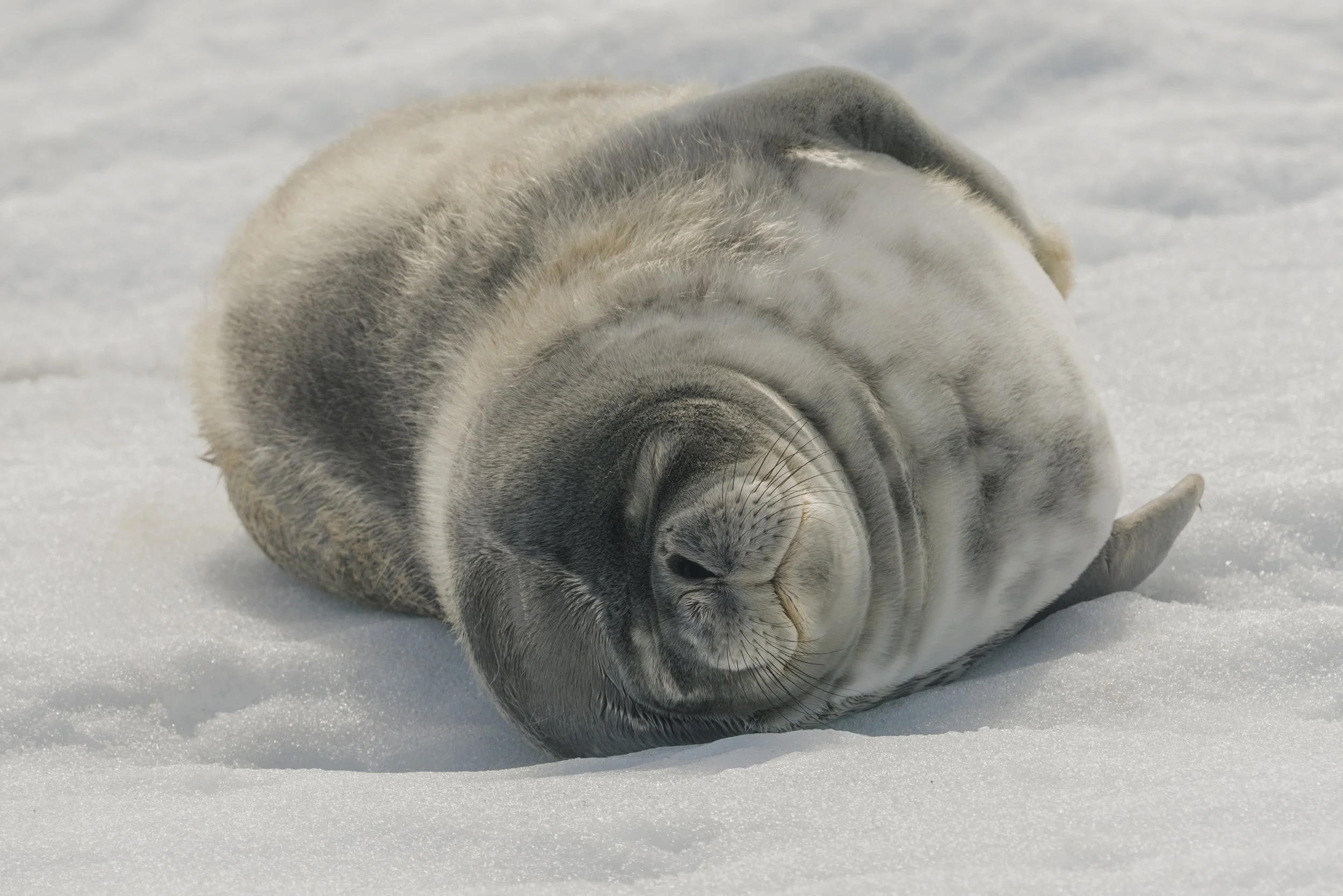 Weddell Seal, Antarctica