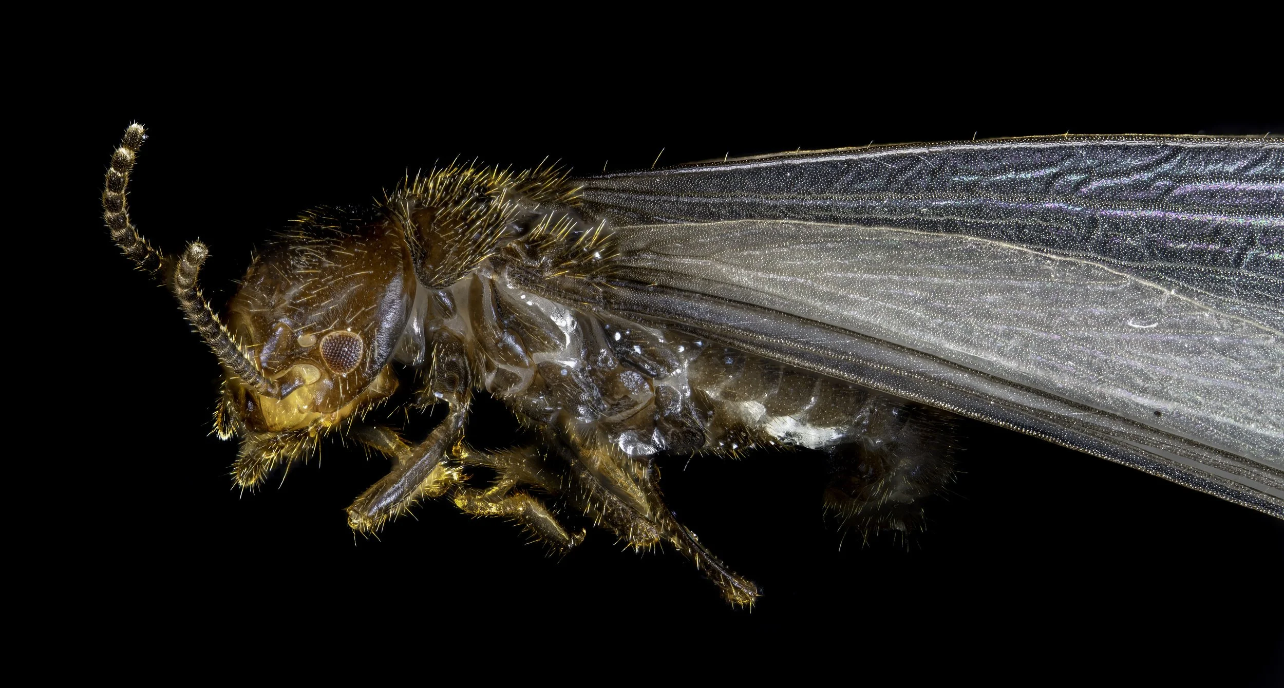 TermiteAlate2.jpg