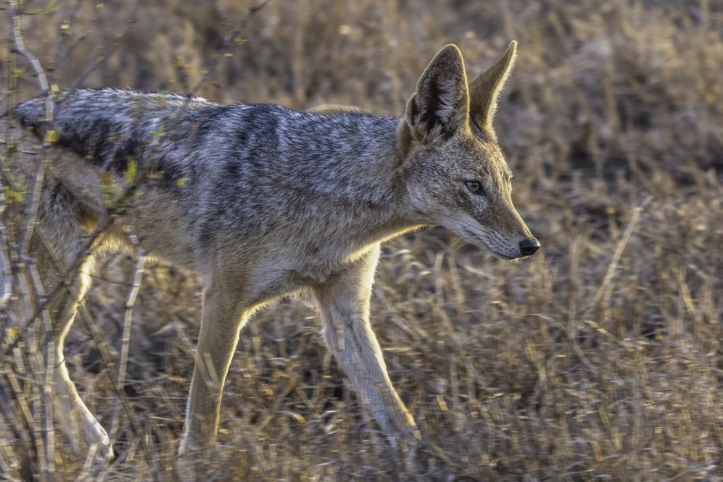 Jackal