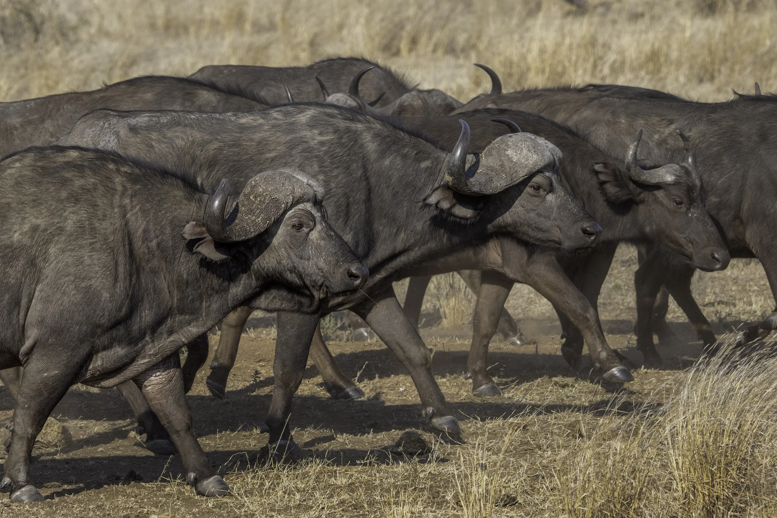 African Buffalo