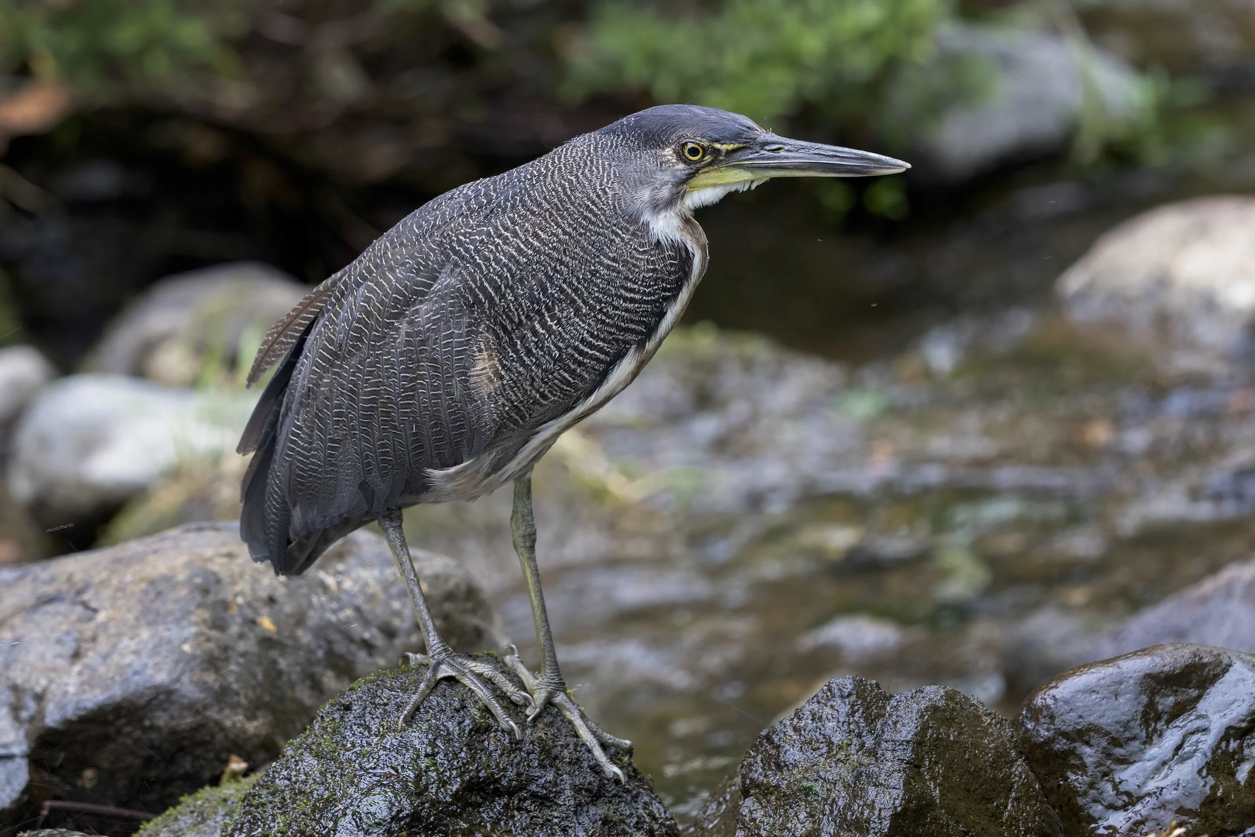 Fasciated Tiger Heron