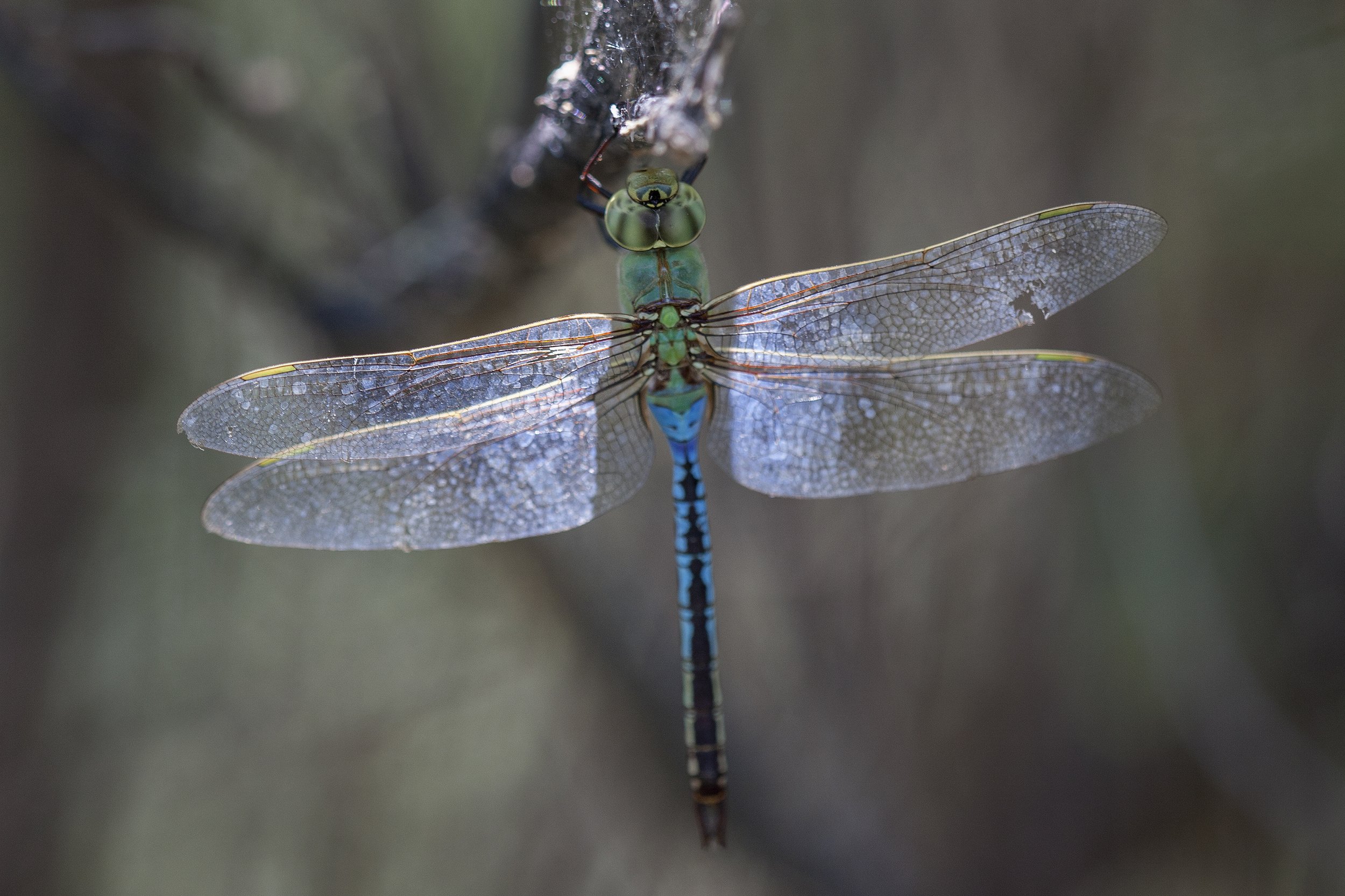 Common Green Darner (Anax junius)_DS3_5345.jpg