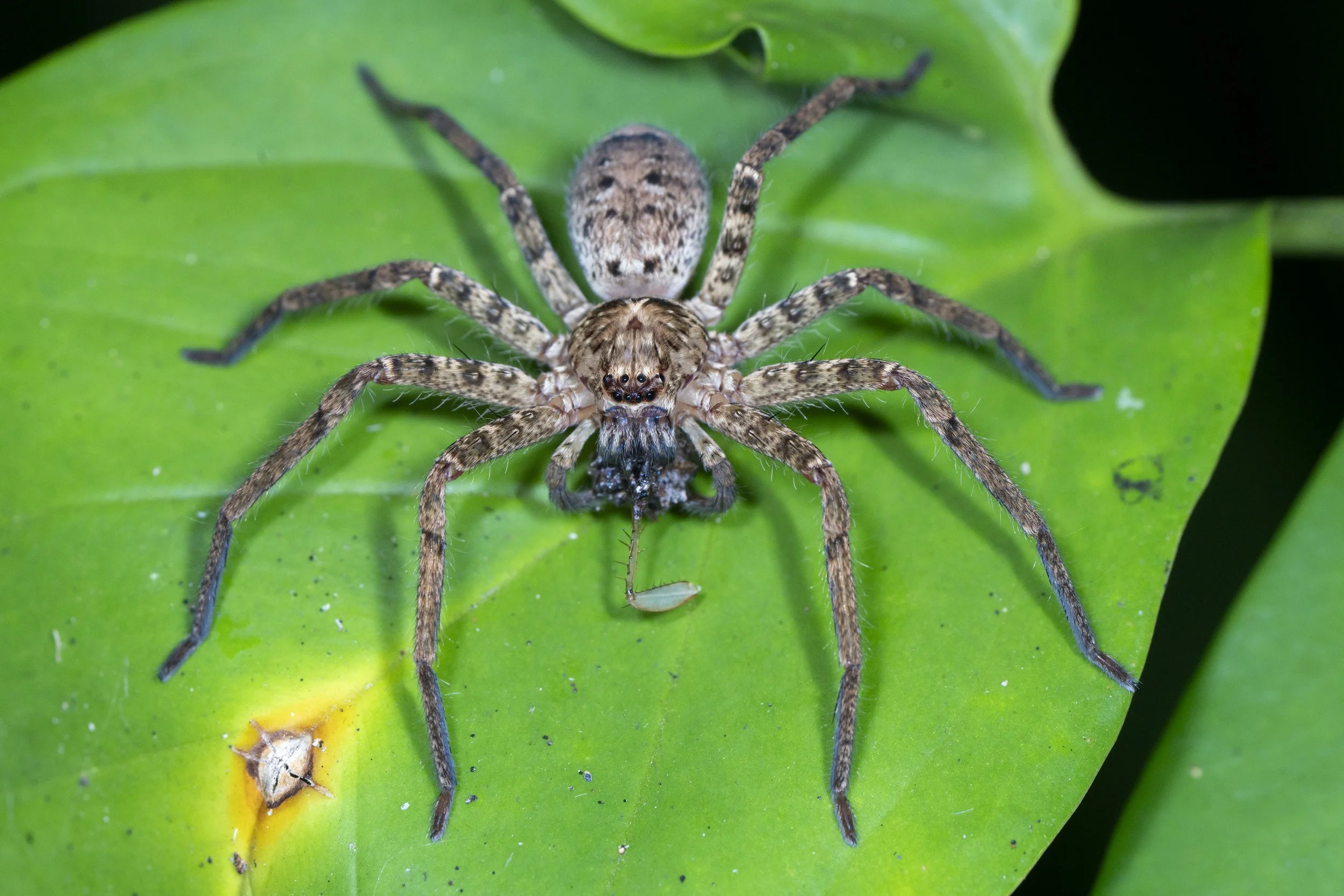 spider