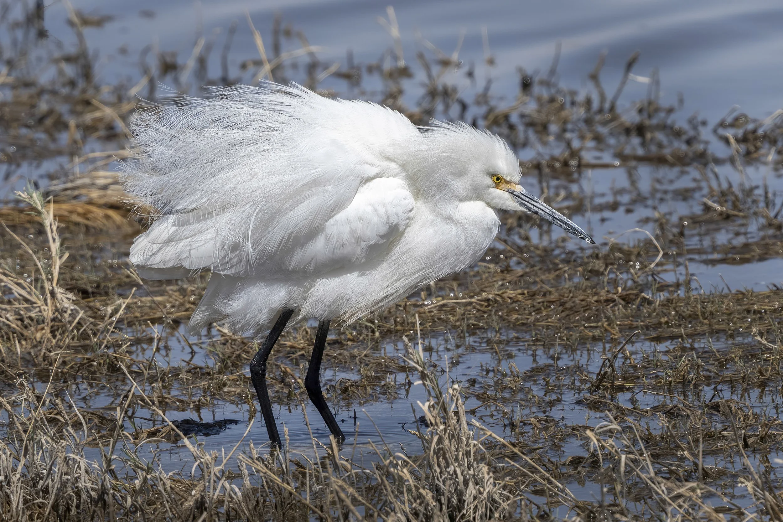 Snowy Egret