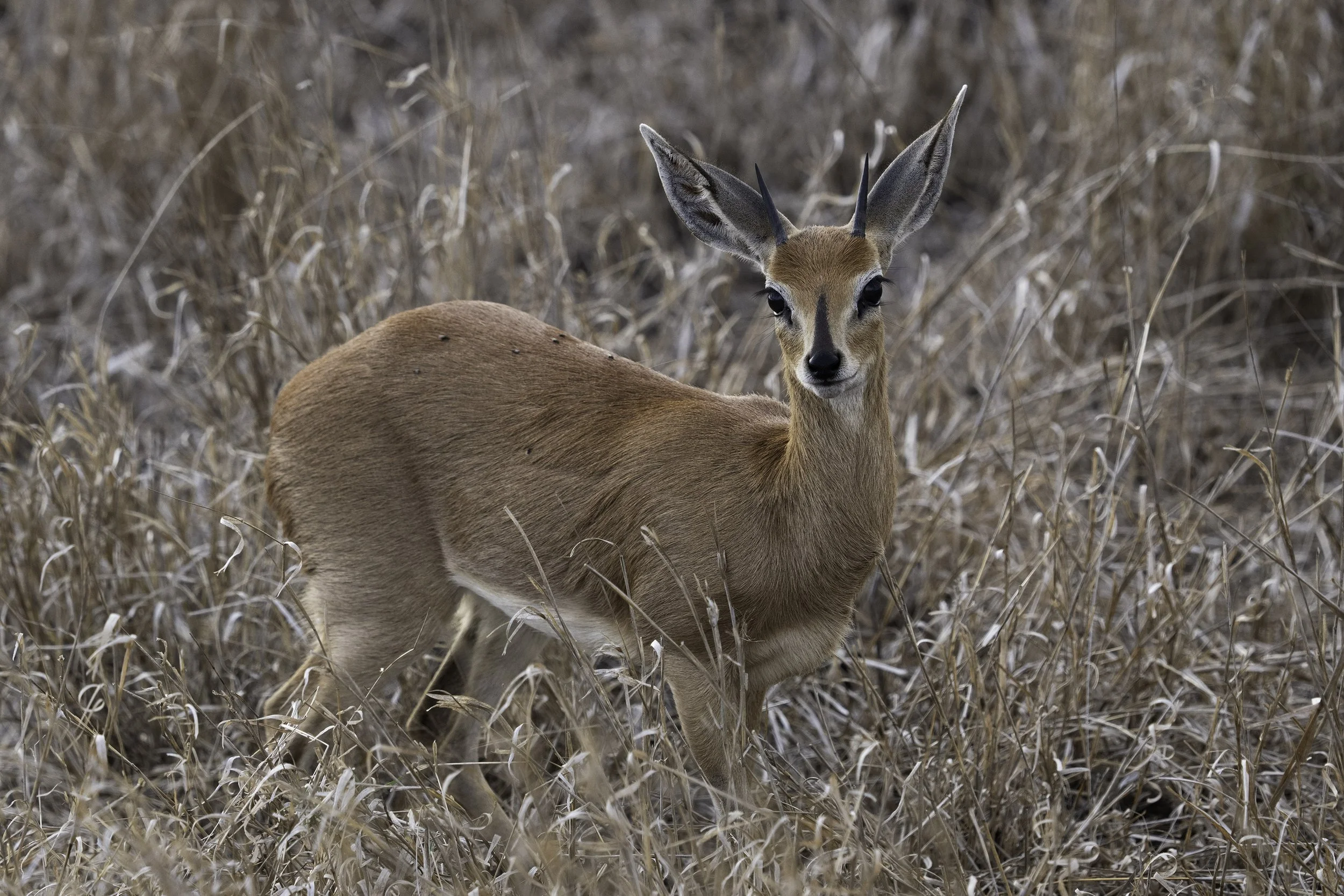 Steenbok